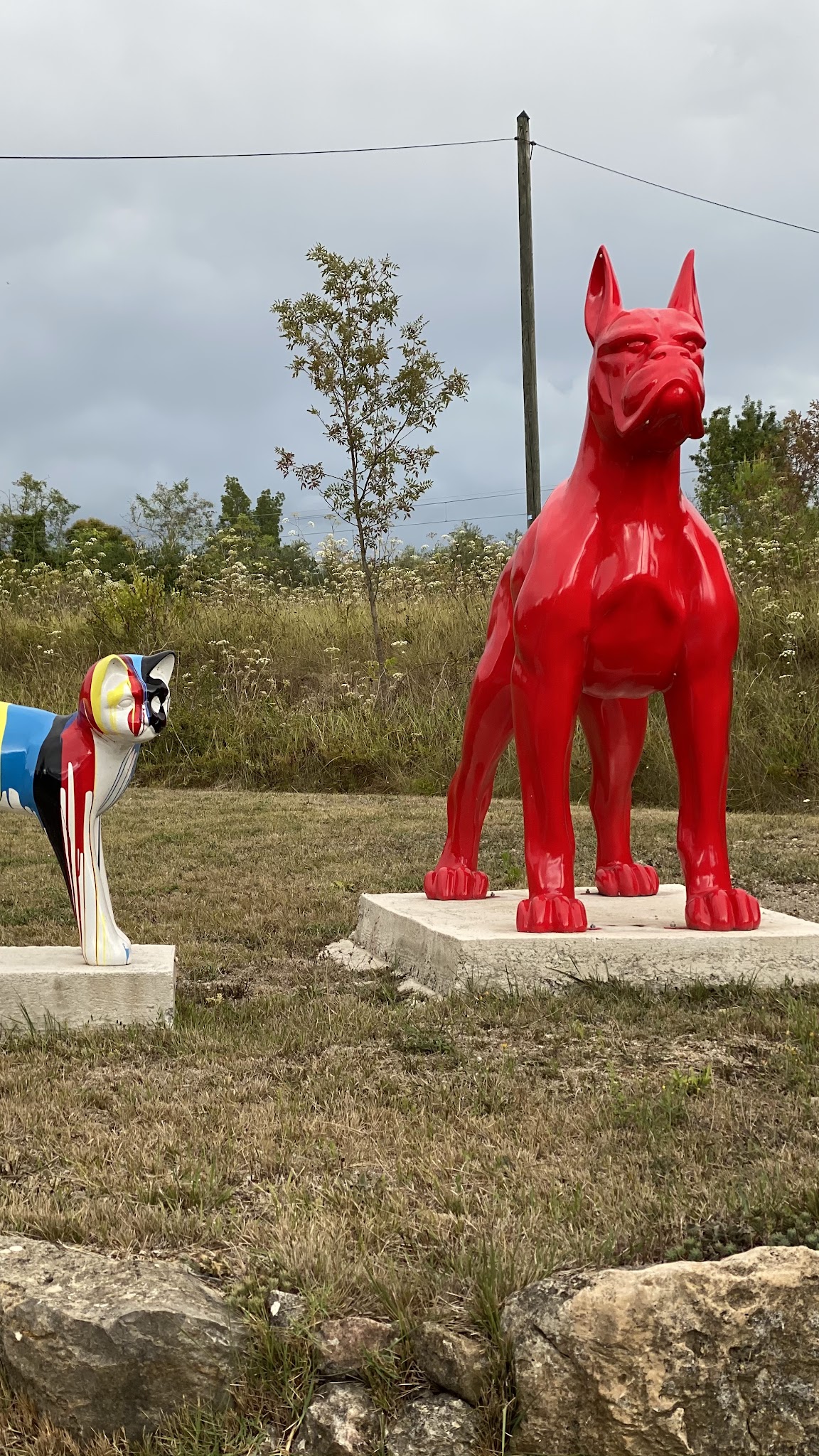 Pension Dog Méditerranée — photo