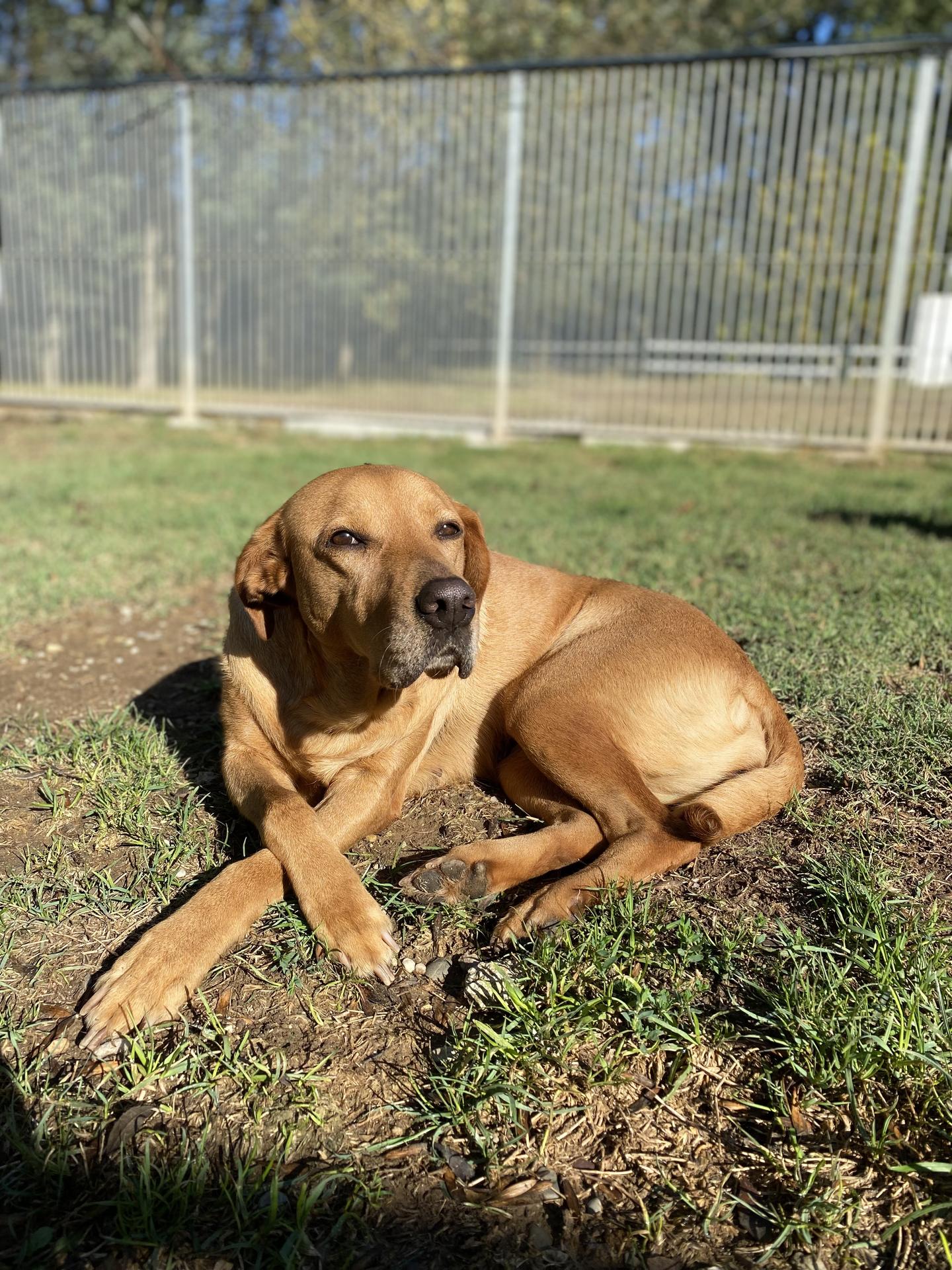 Pension Dog Méditerranée — photo