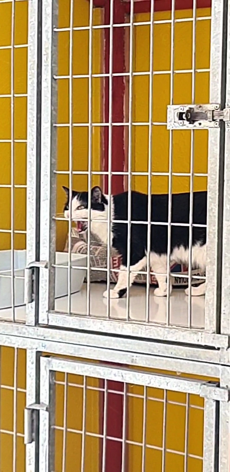 Pension Dog Méditerranée — photo