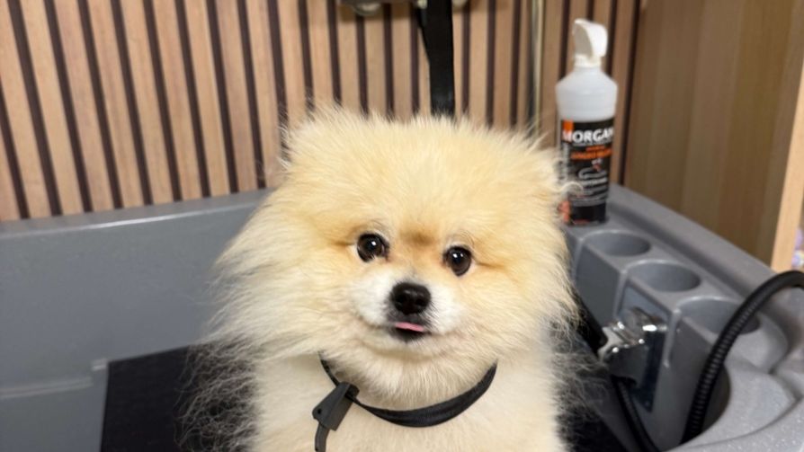 Royal Pet Lux