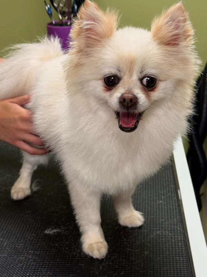 Royal Pet Lux — photo