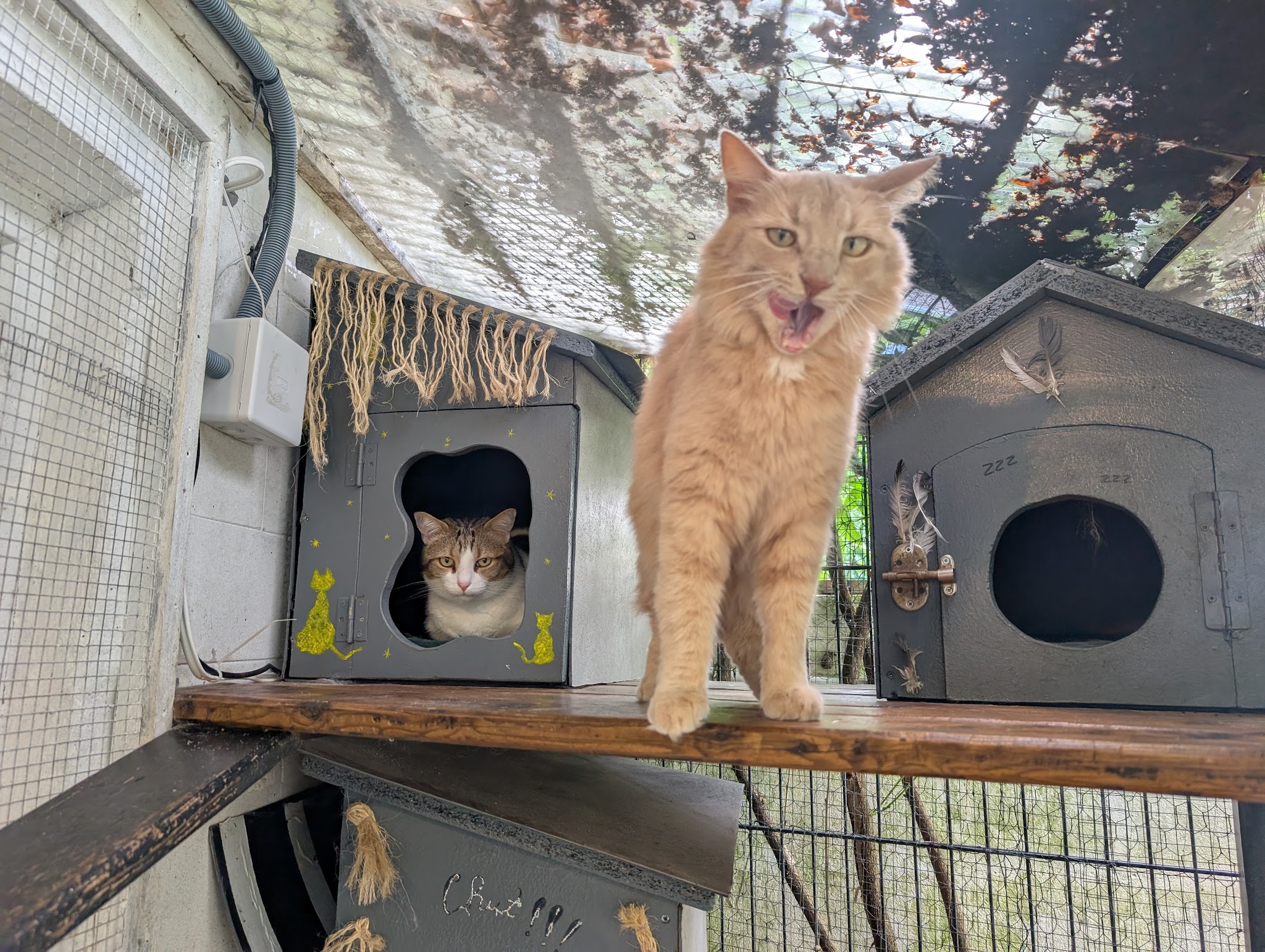 Vos 4 Pattes Entre Mes 2 Mains — photo