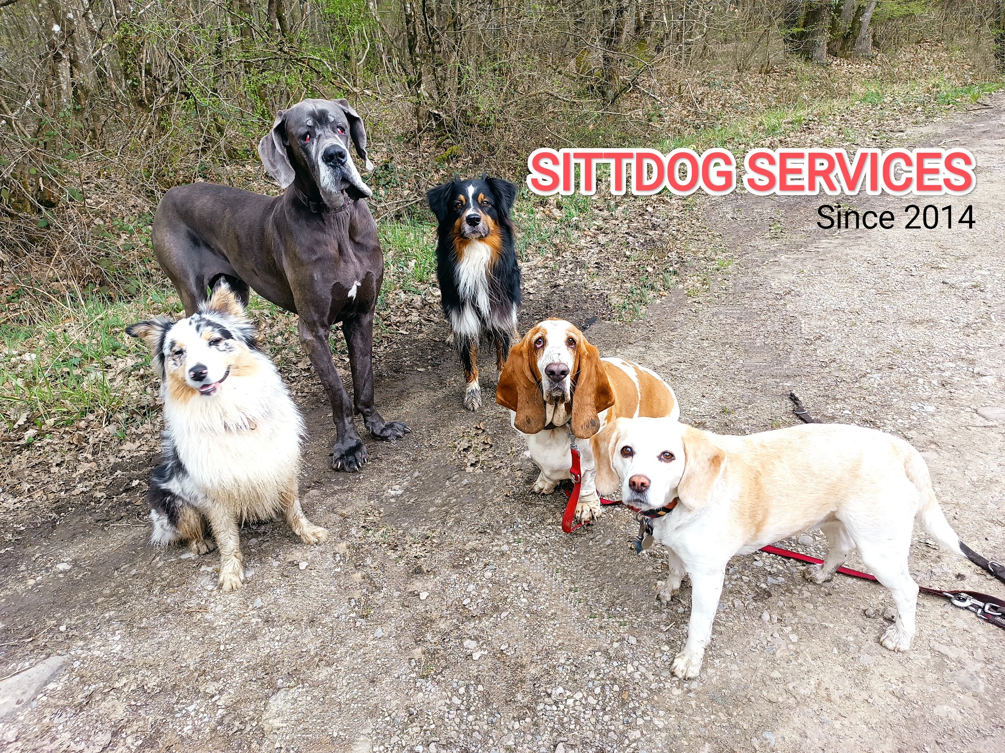 Sittdog Services