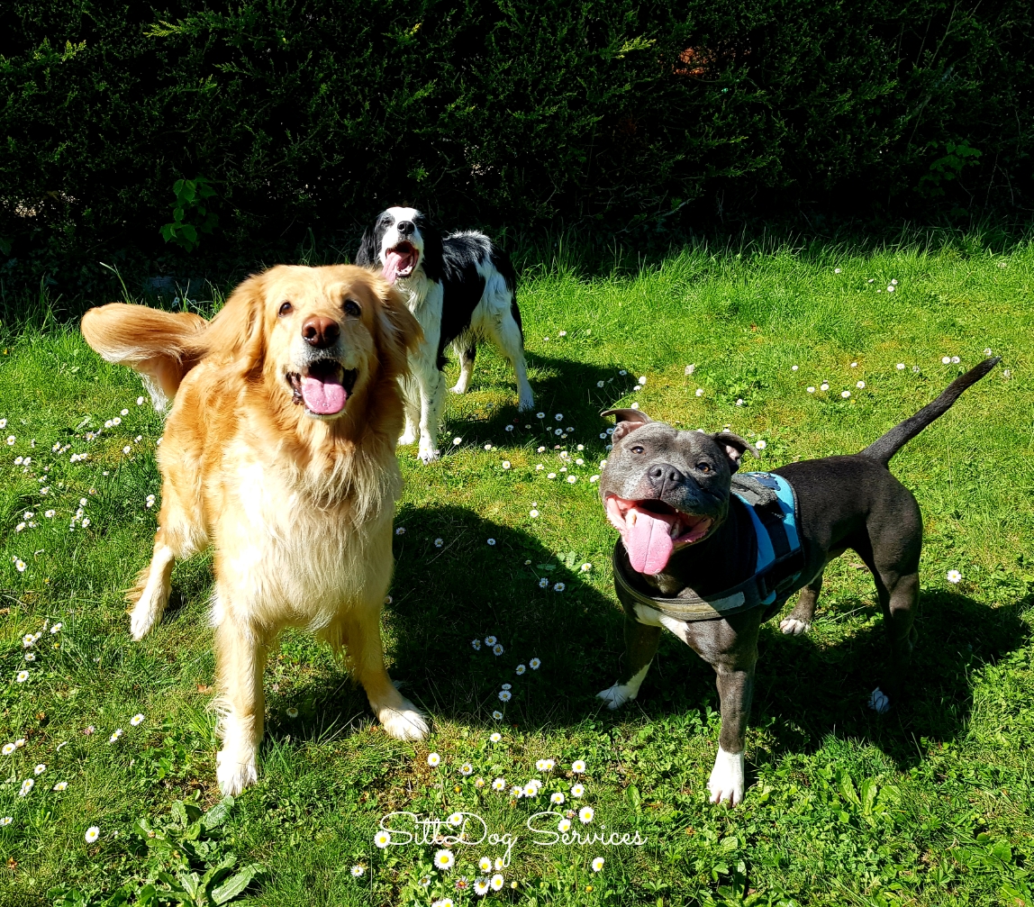Sittdog Services — photo