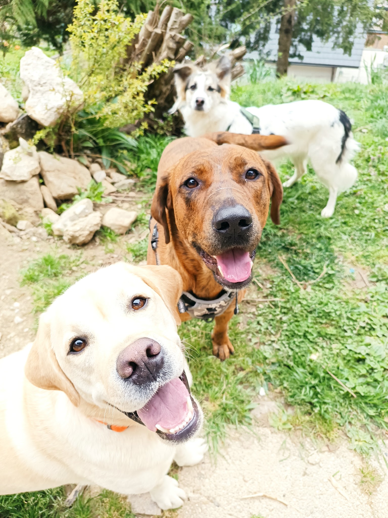 Sittdog Services — photo