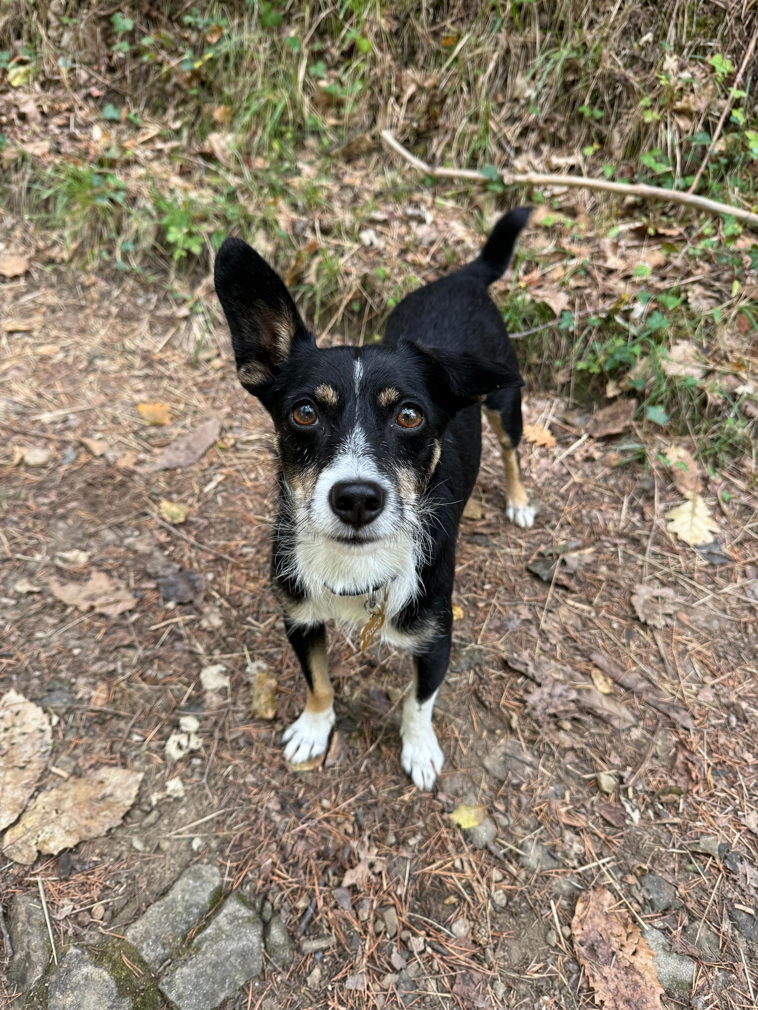Happy little paws petsitting — photo