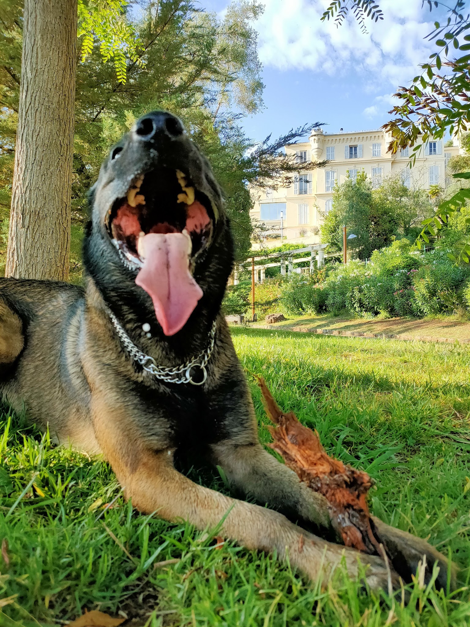 Happy little paws petsitting — photo