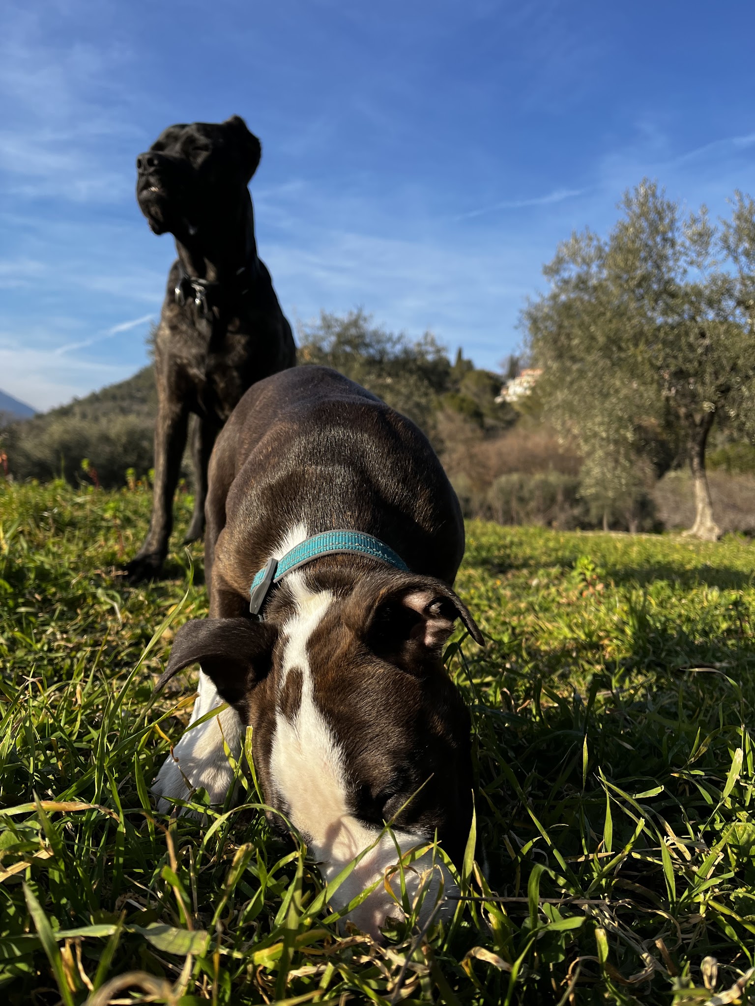 Happy little paws petsitting — photo