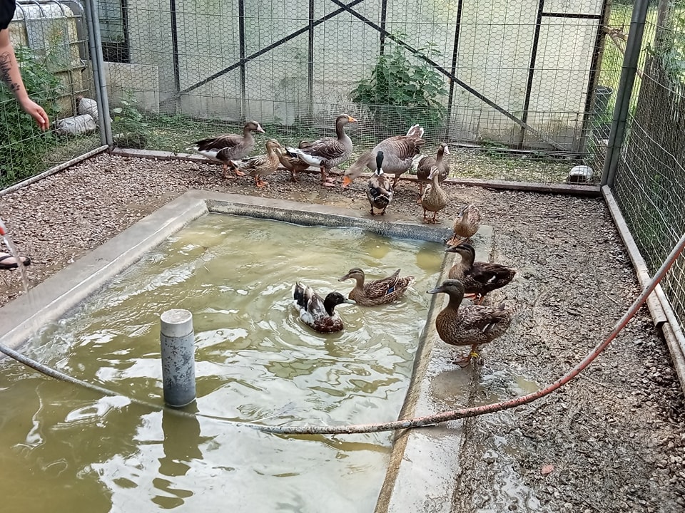 Les Vacances Os Poils — photo