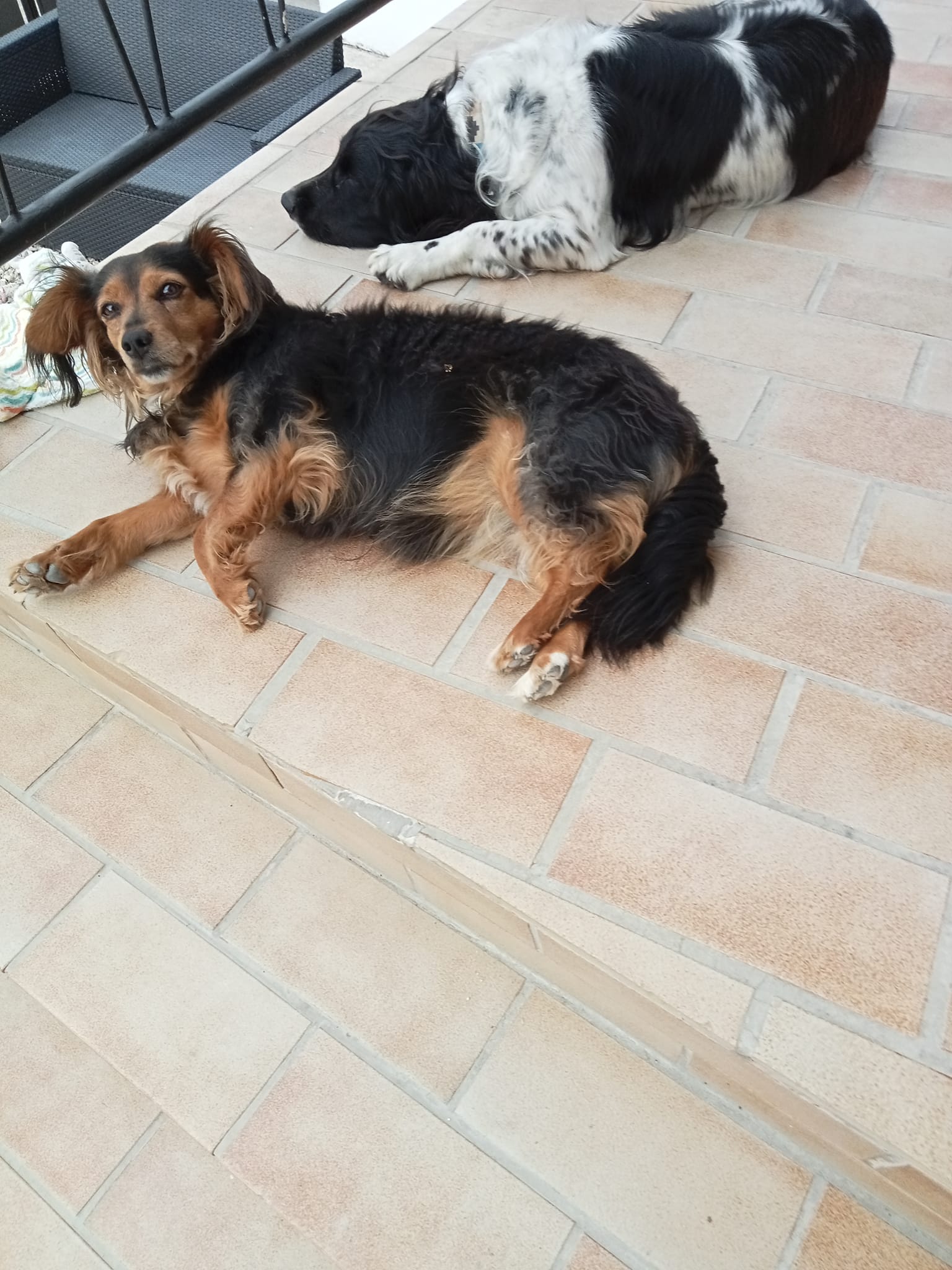 Les Vacances Os Poils