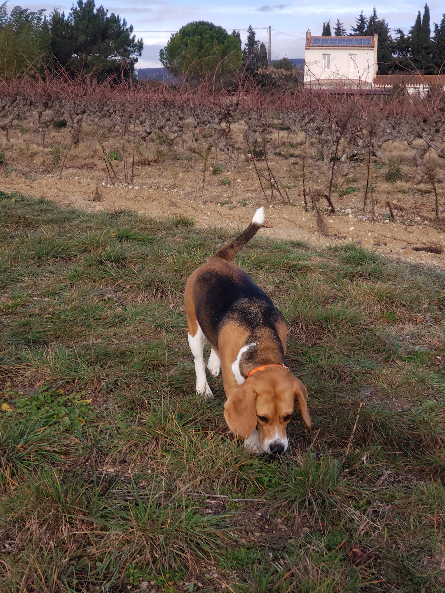 L'Oustal pension chien & chat — photo