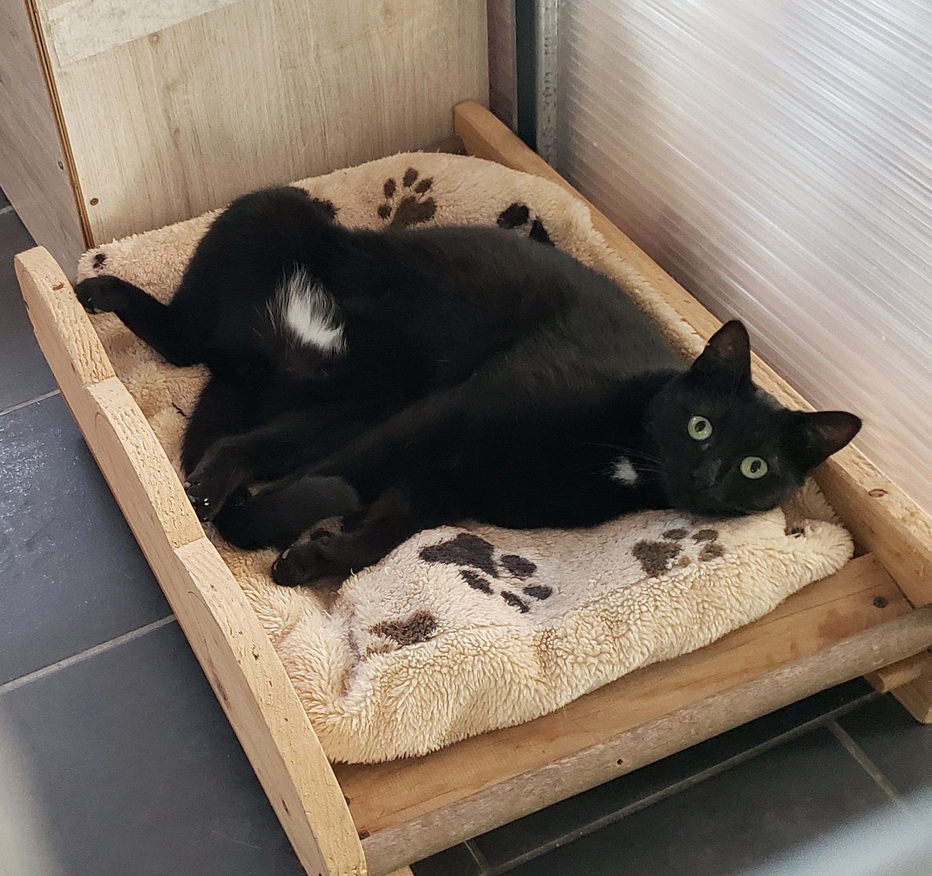 L'Oustal pension chien & chat — photo
