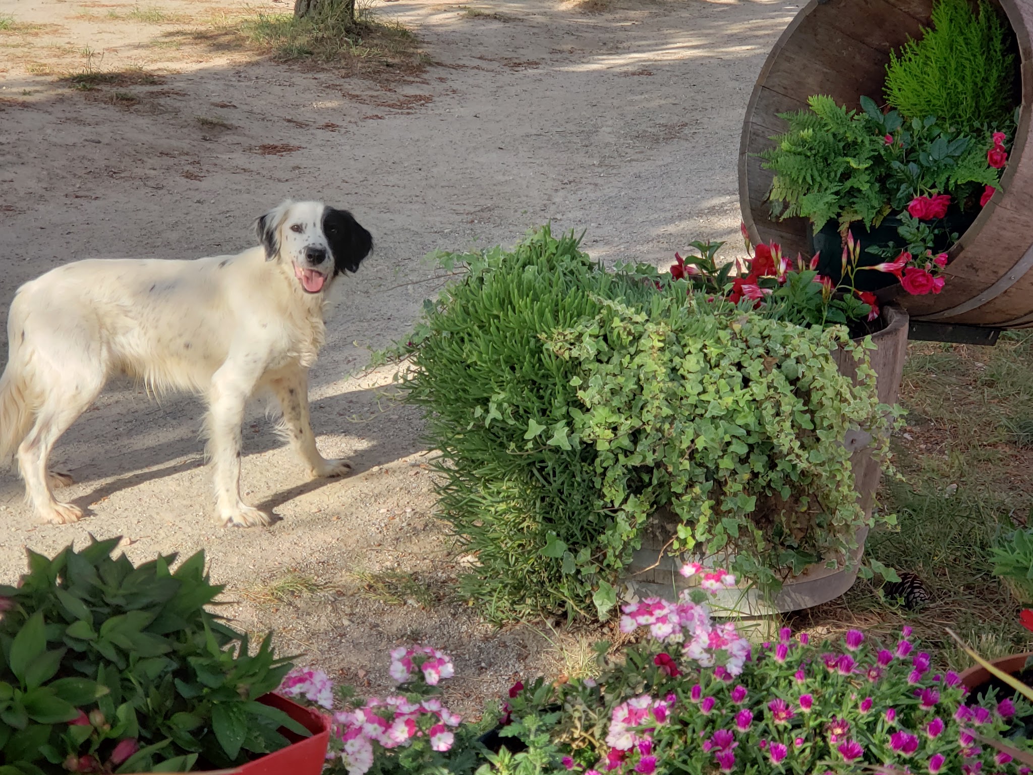 L'Oustal pension chien & chat — photo