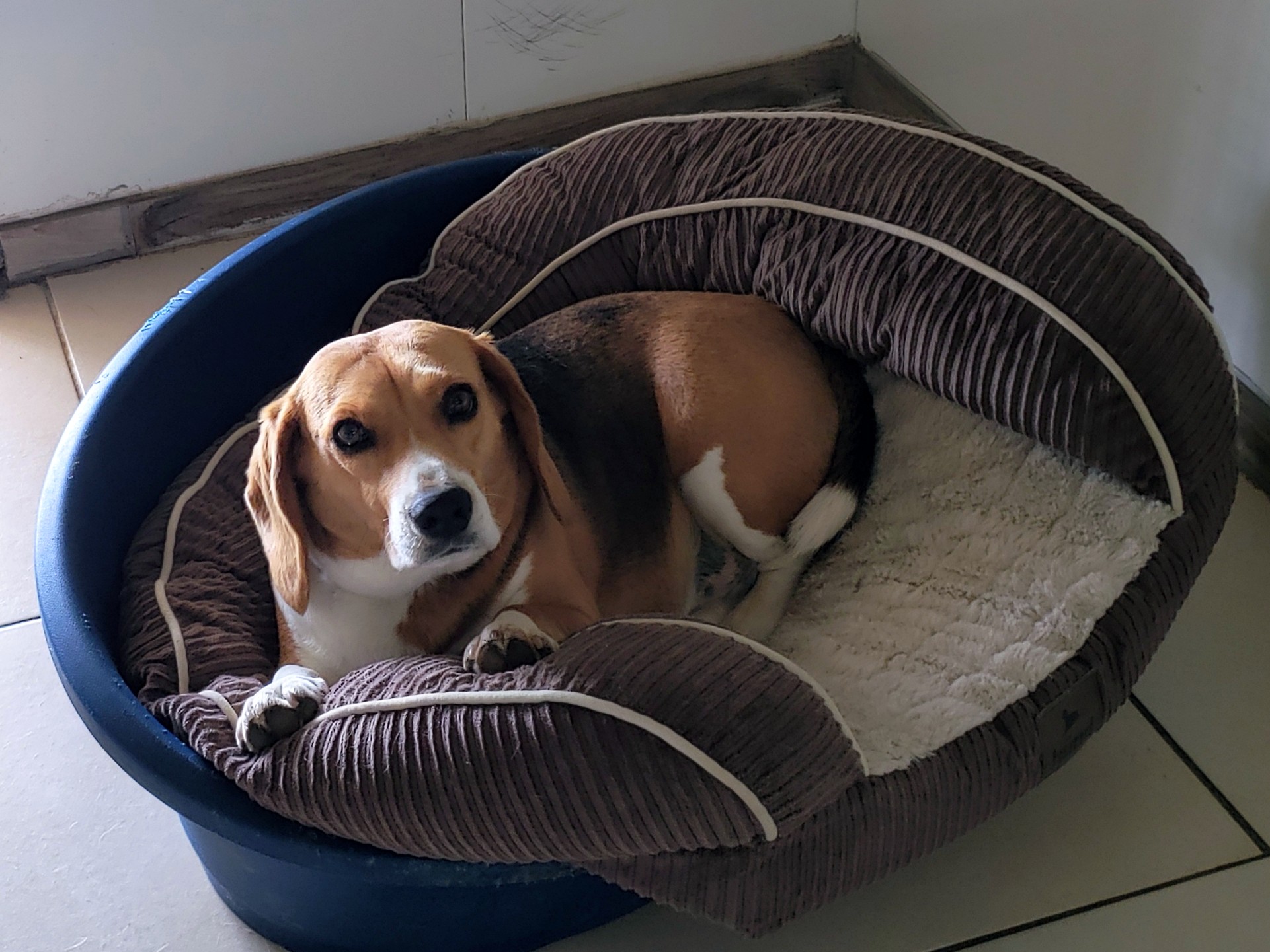 L'Oustal pension chien & chat — photo