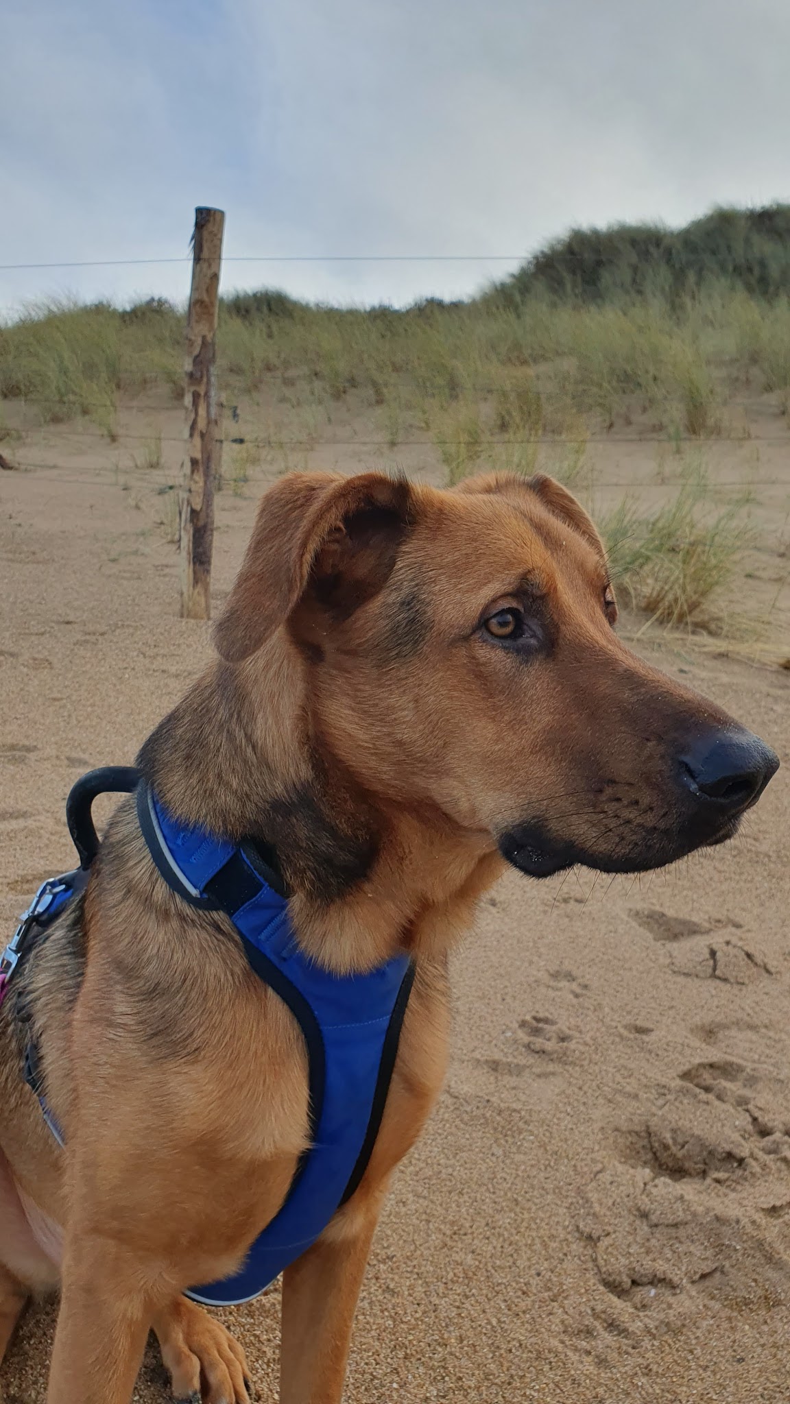Cani Shanti – Pension canine — photo