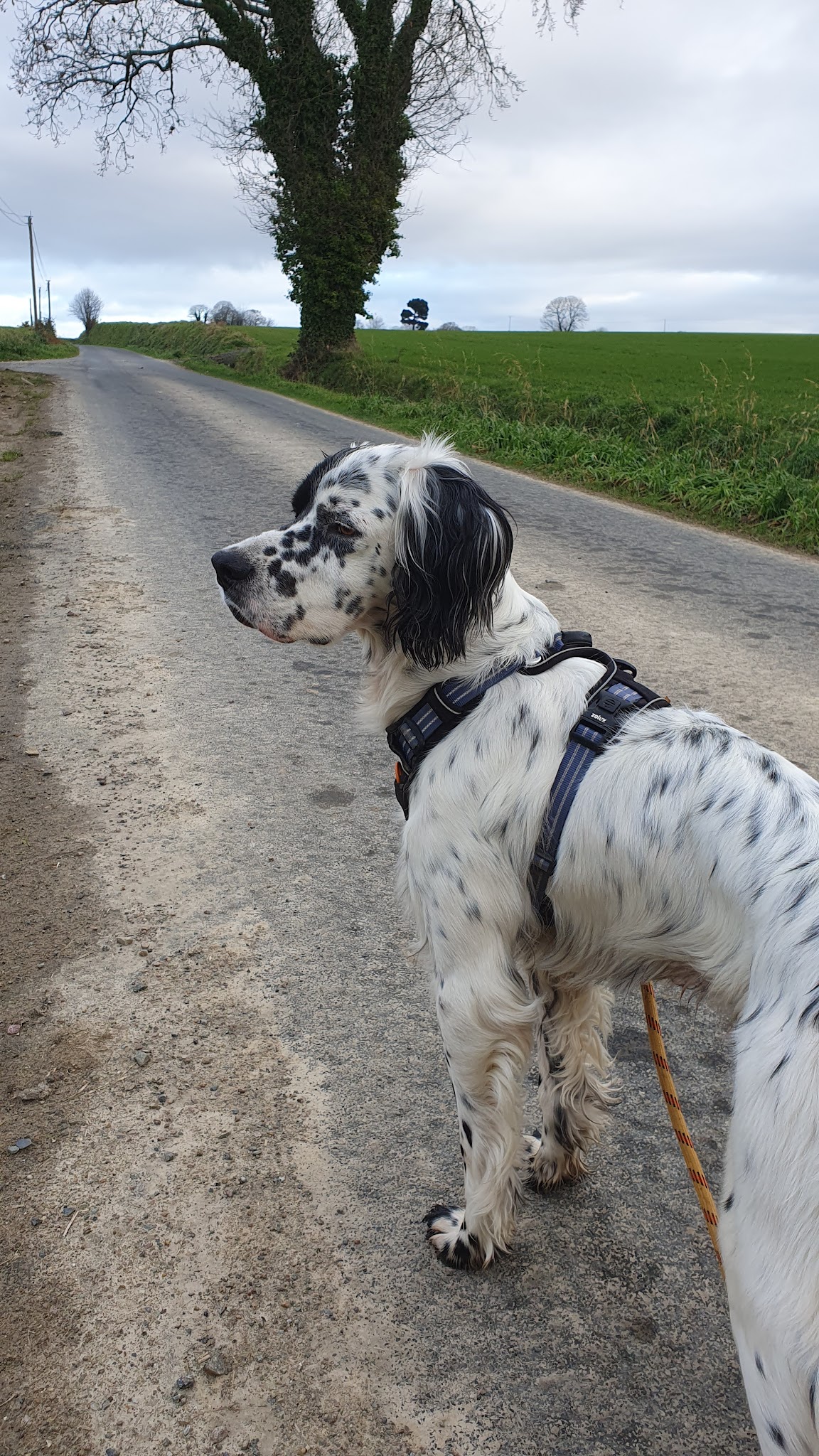 Cani Shanti – Pension canine — photo