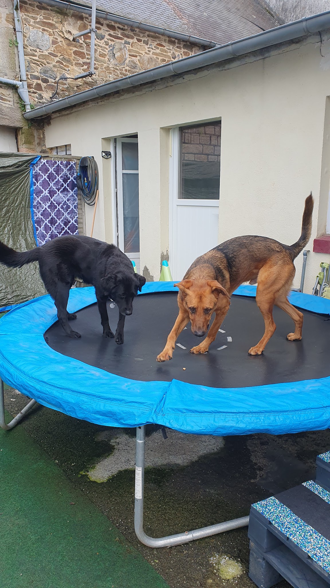 Cani Shanti – Pension canine — photo