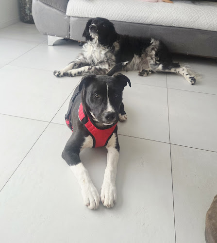 Mélissa Pet Sitting Alzonne
