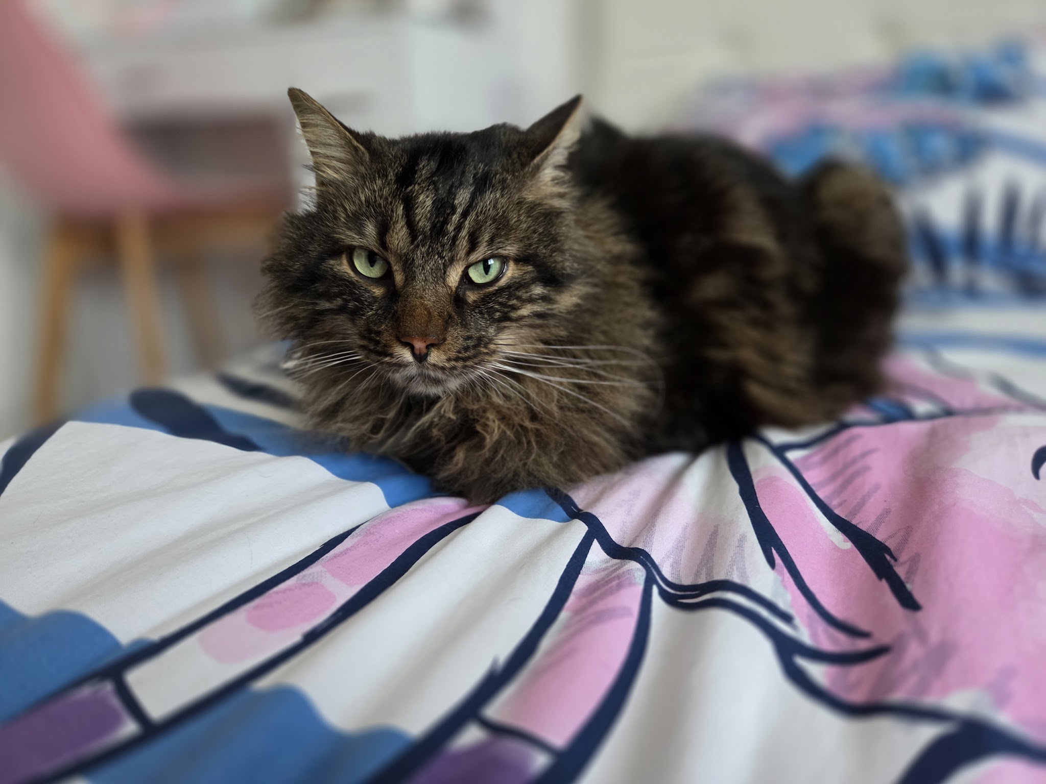 Mélissa Pet Sitting Alzonne — photo
