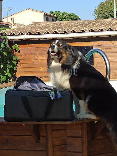 Aide Mon Chien Éducateur canin, consultant en comportement sur Six Fours et alentours