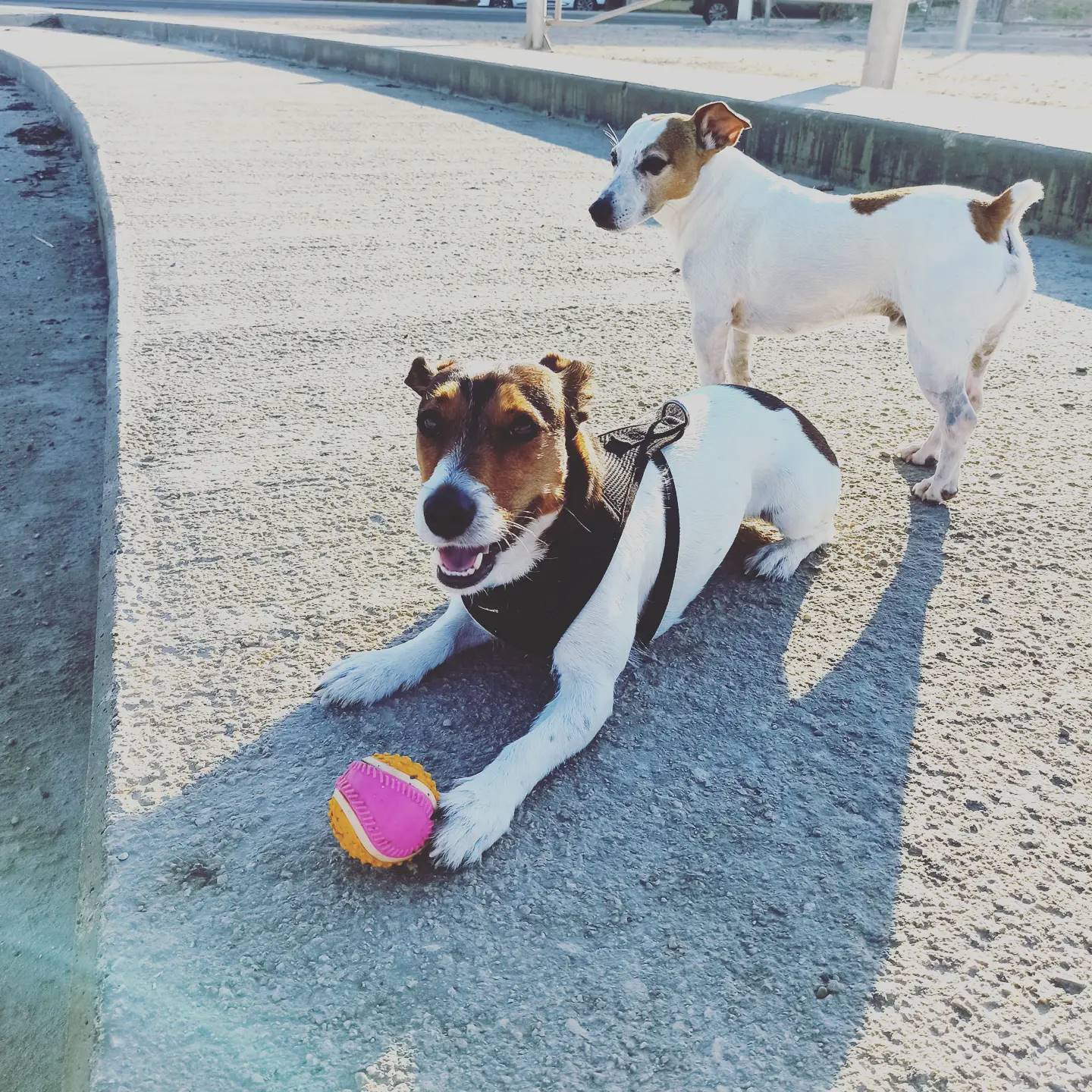 Aide Mon Chien Éducateur canin, consultant en comportement sur Six Fours et alentours — photo