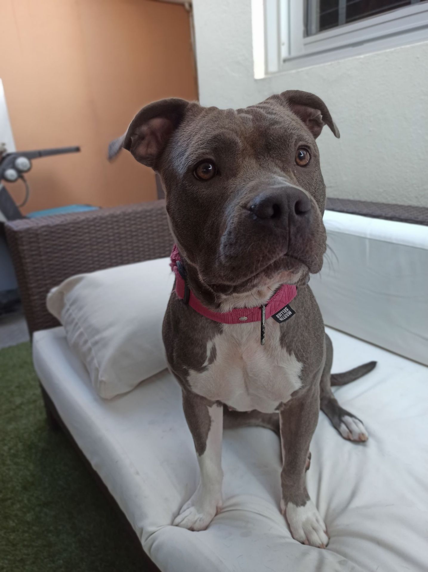 Aide Mon Chien Éducateur canin, consultant en comportement sur Six Fours et alentours — photo