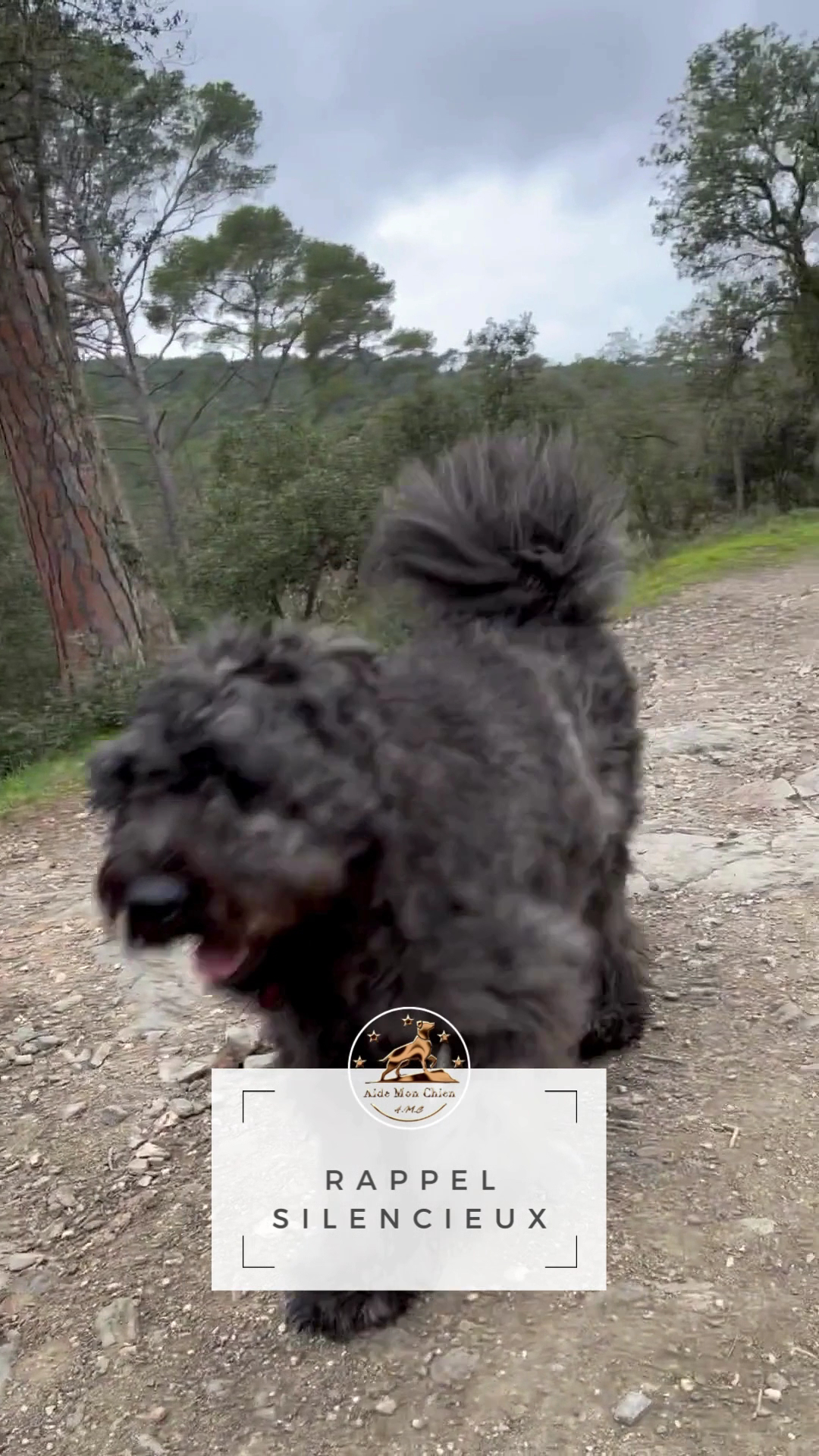 Aide Mon Chien Éducateur canin, consultant en comportement sur Six Fours et alentours — photo