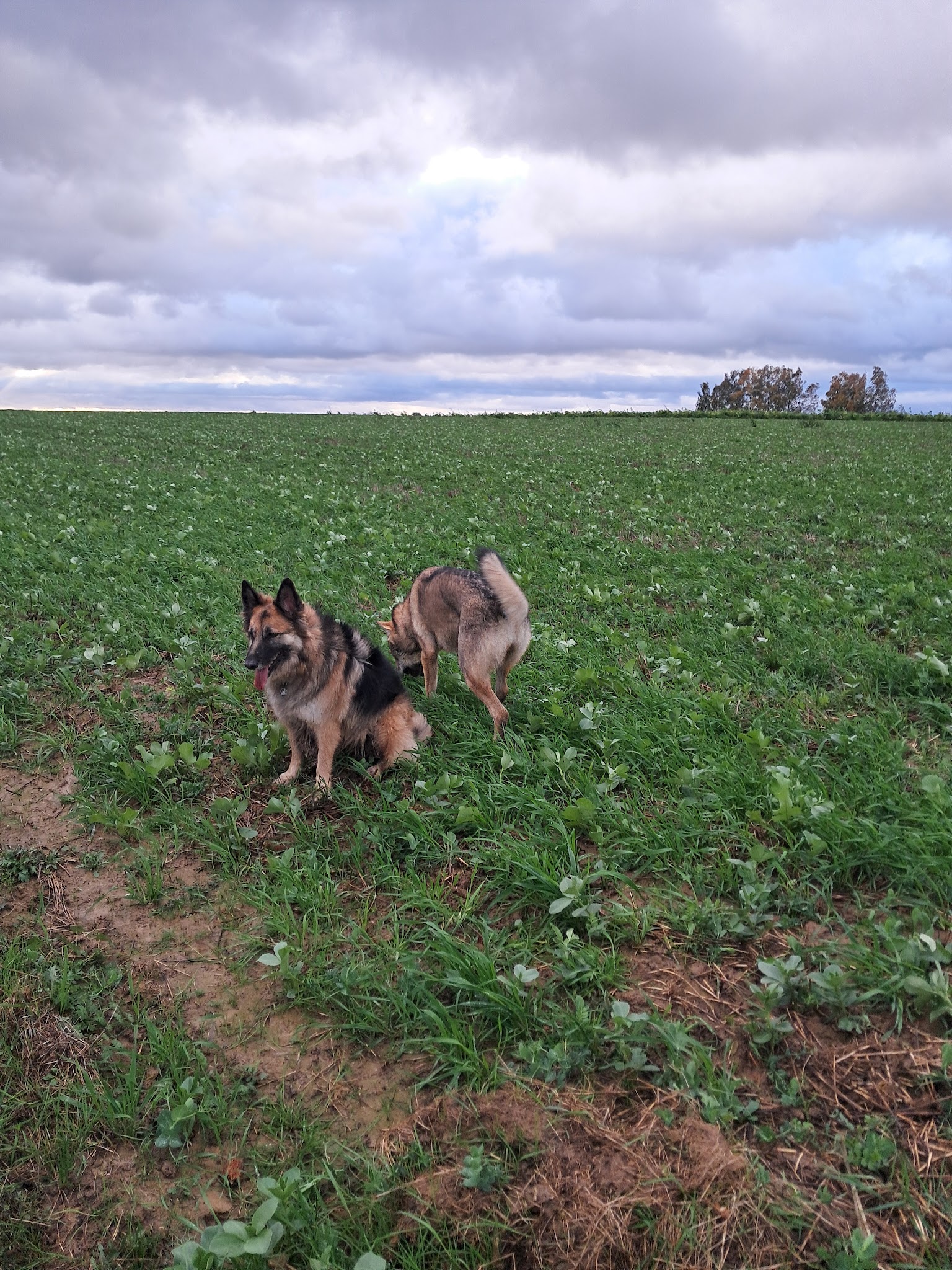 Halia et compagnie — photo