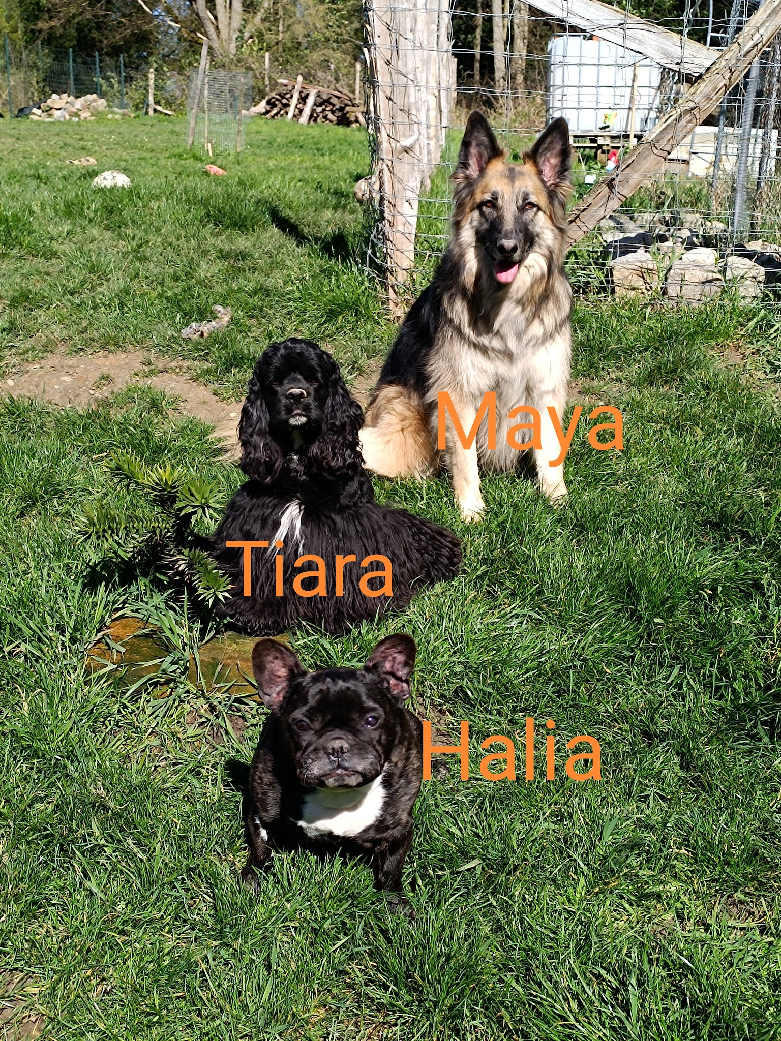 Halia et compagnie