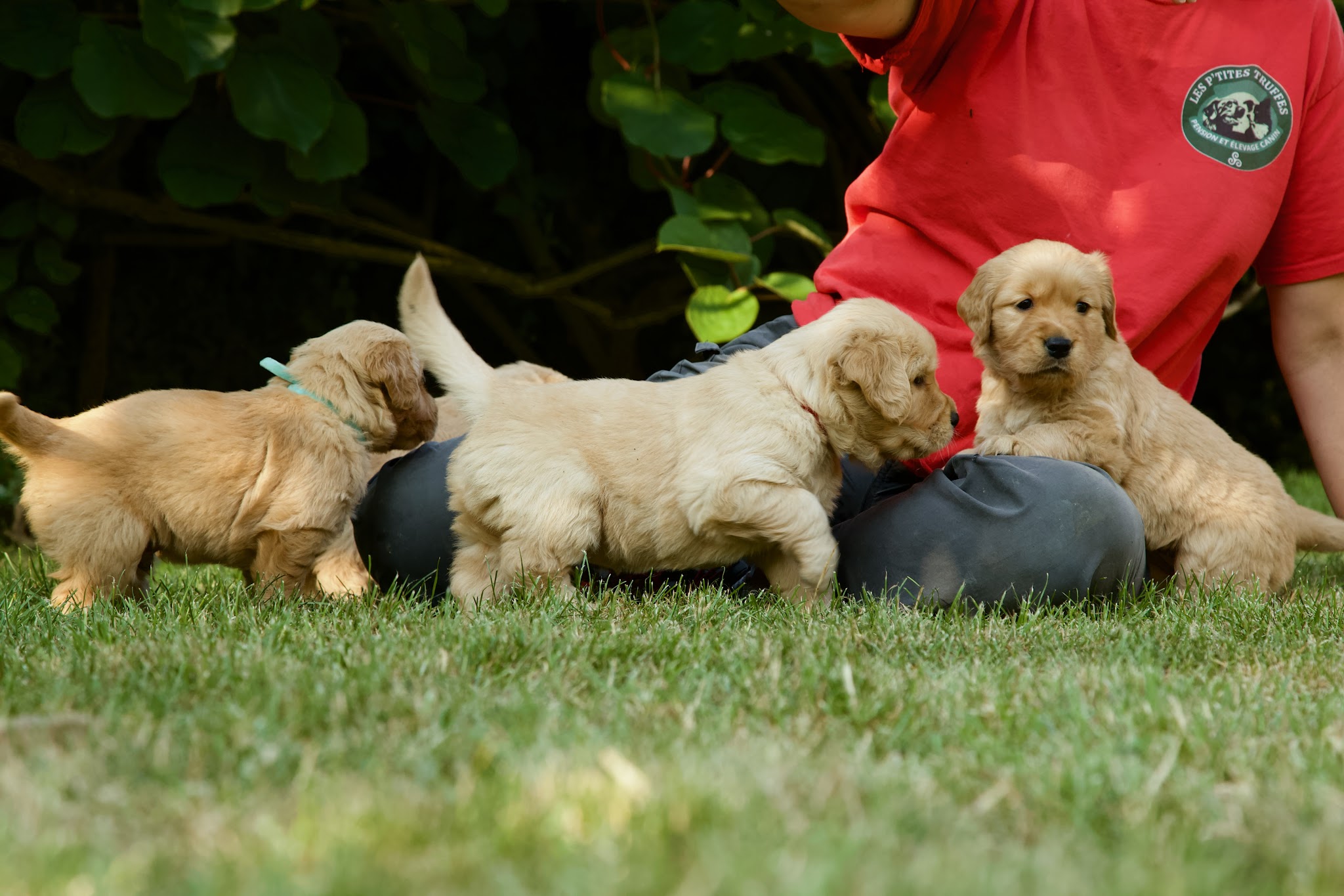 les p'tites truffes — photo