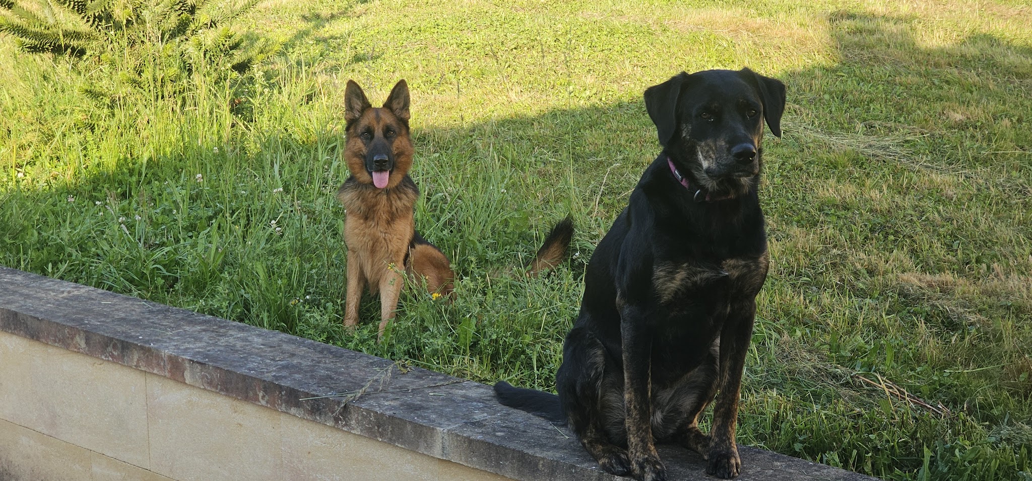 Au toutou confort chez Aurore — photo