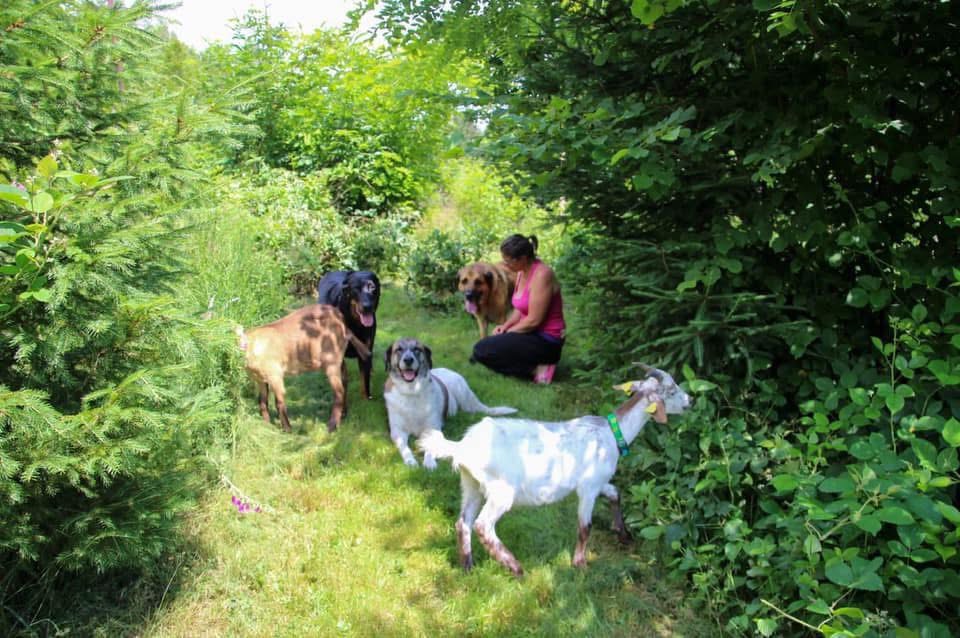 Ensemble vers le bonheur - Éducateur comportementaliste canin — photo