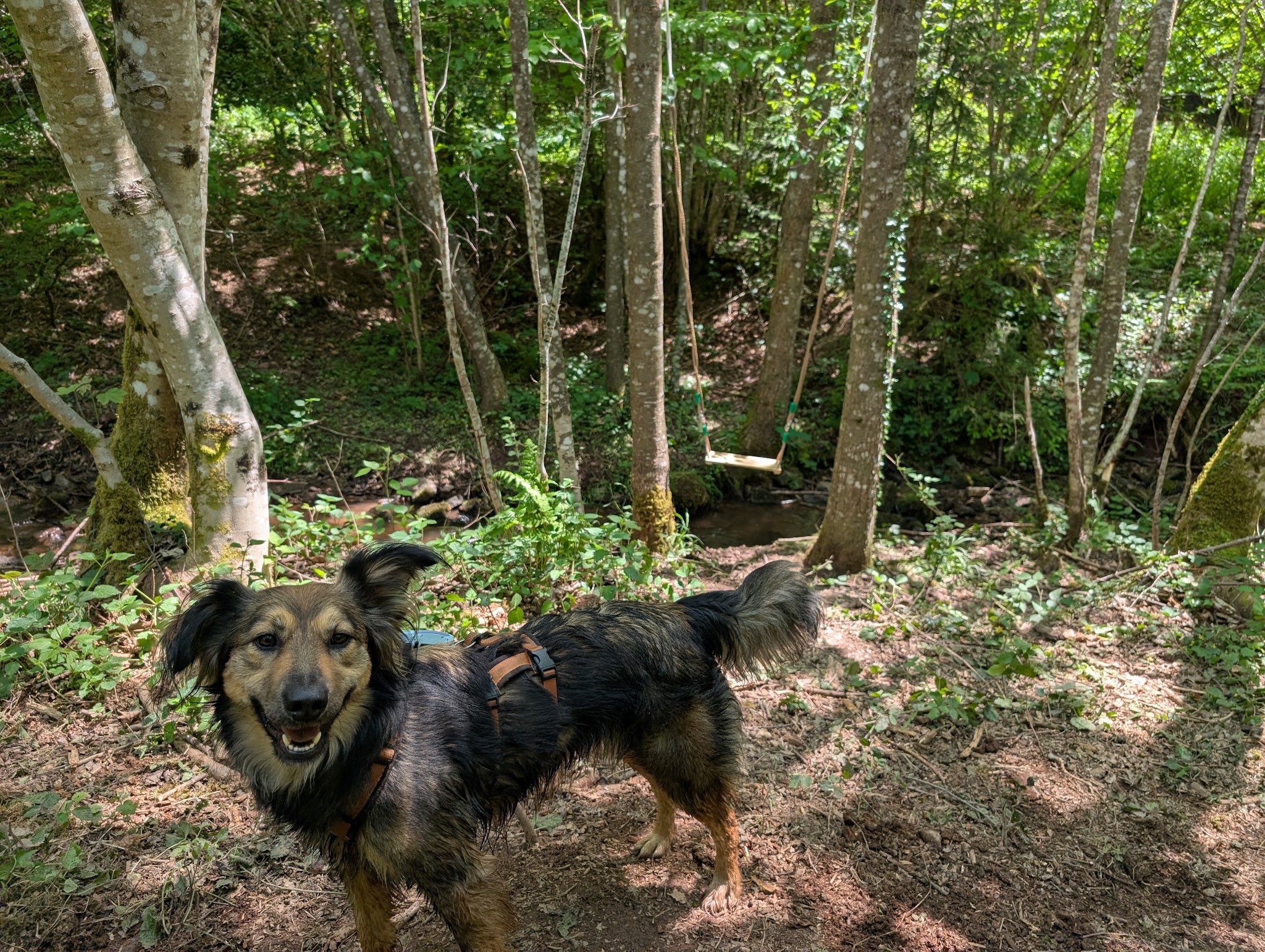 Ensemble vers le bonheur - Éducateur comportementaliste canin — photo