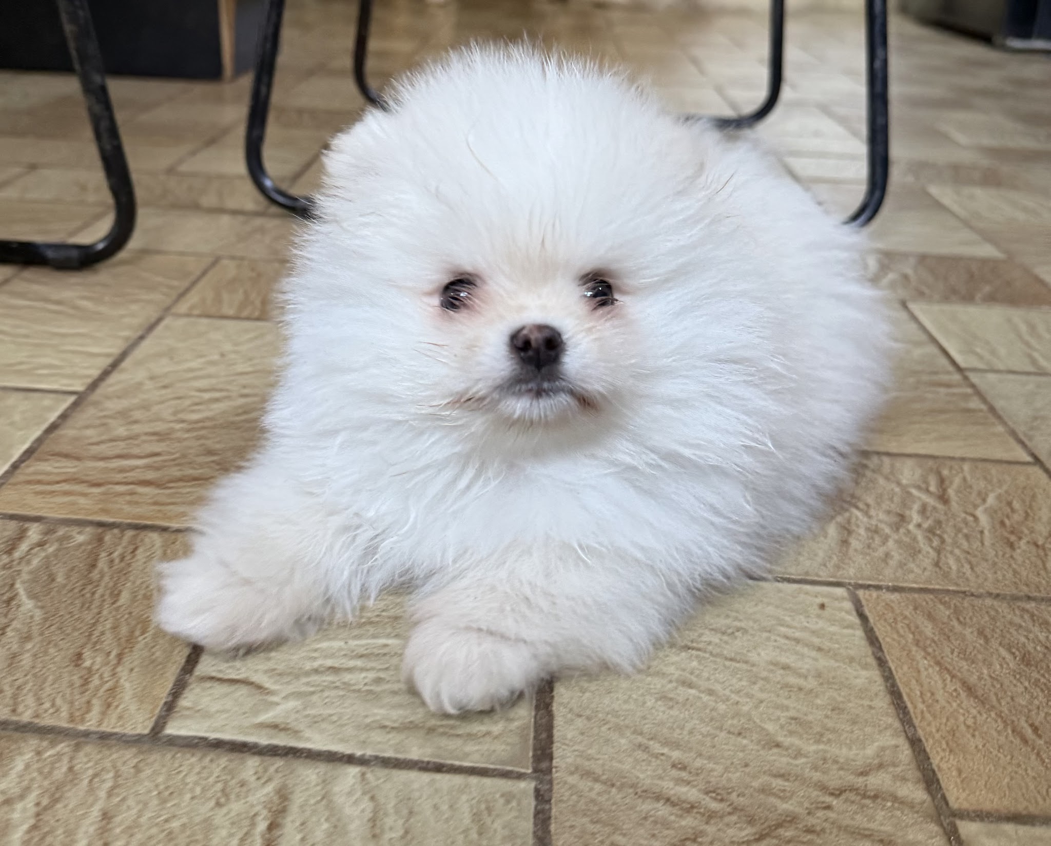 Élevage familial Pet’chou Breizh / pomsky — photo