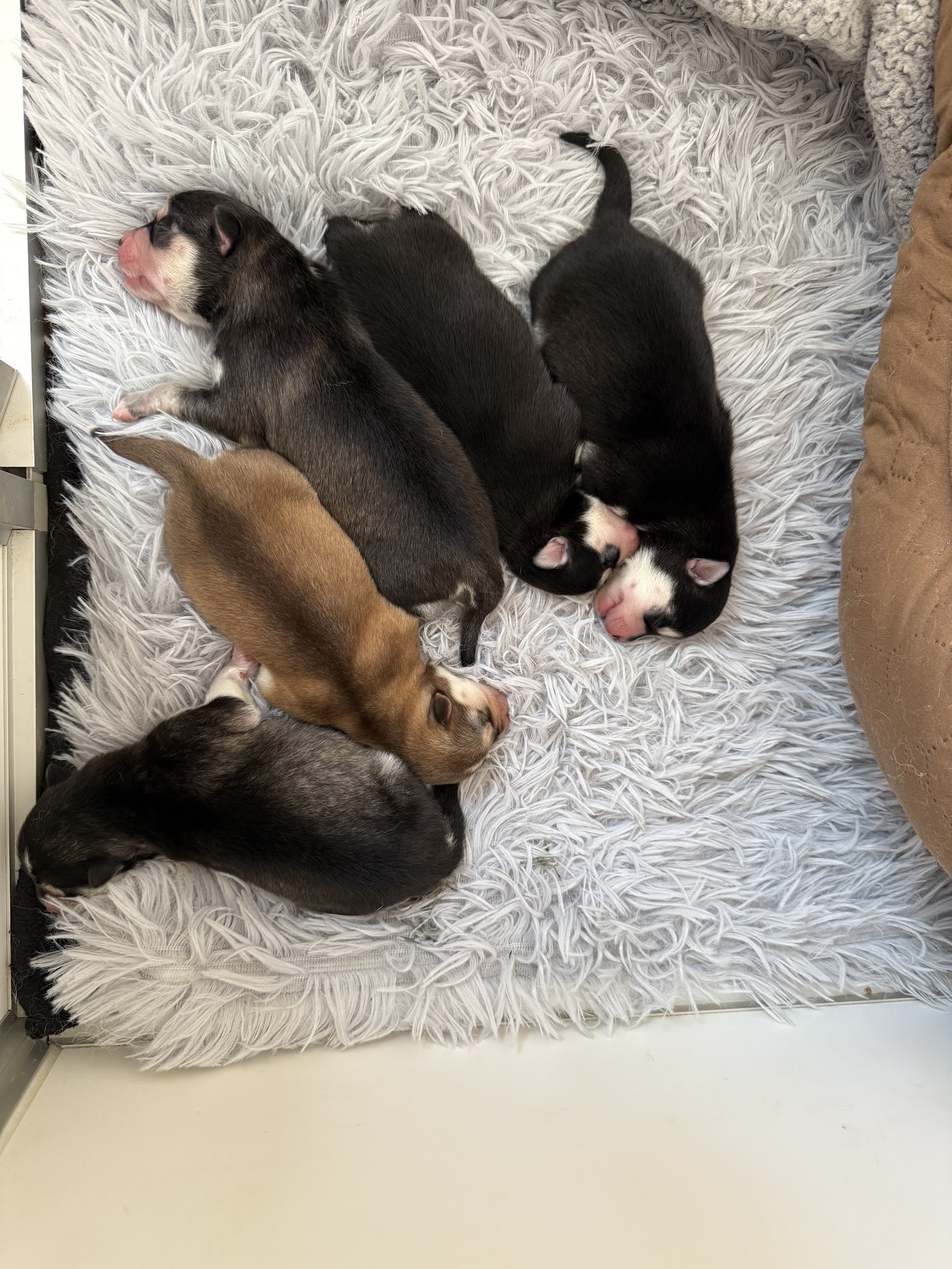 Élevage familial Pet’chou Breizh / pomsky — photo