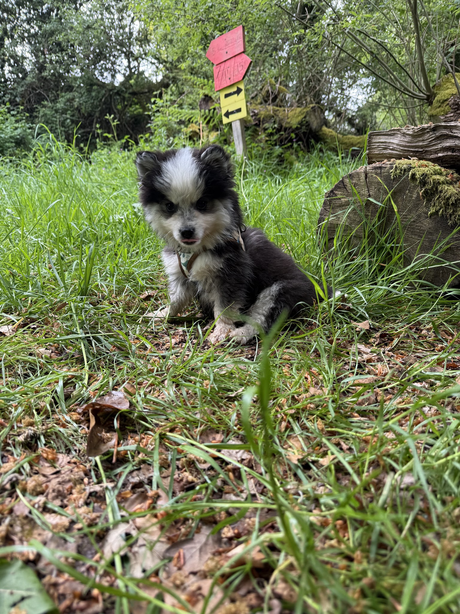 Élevage familial Pet’chou Breizh / pomsky — photo