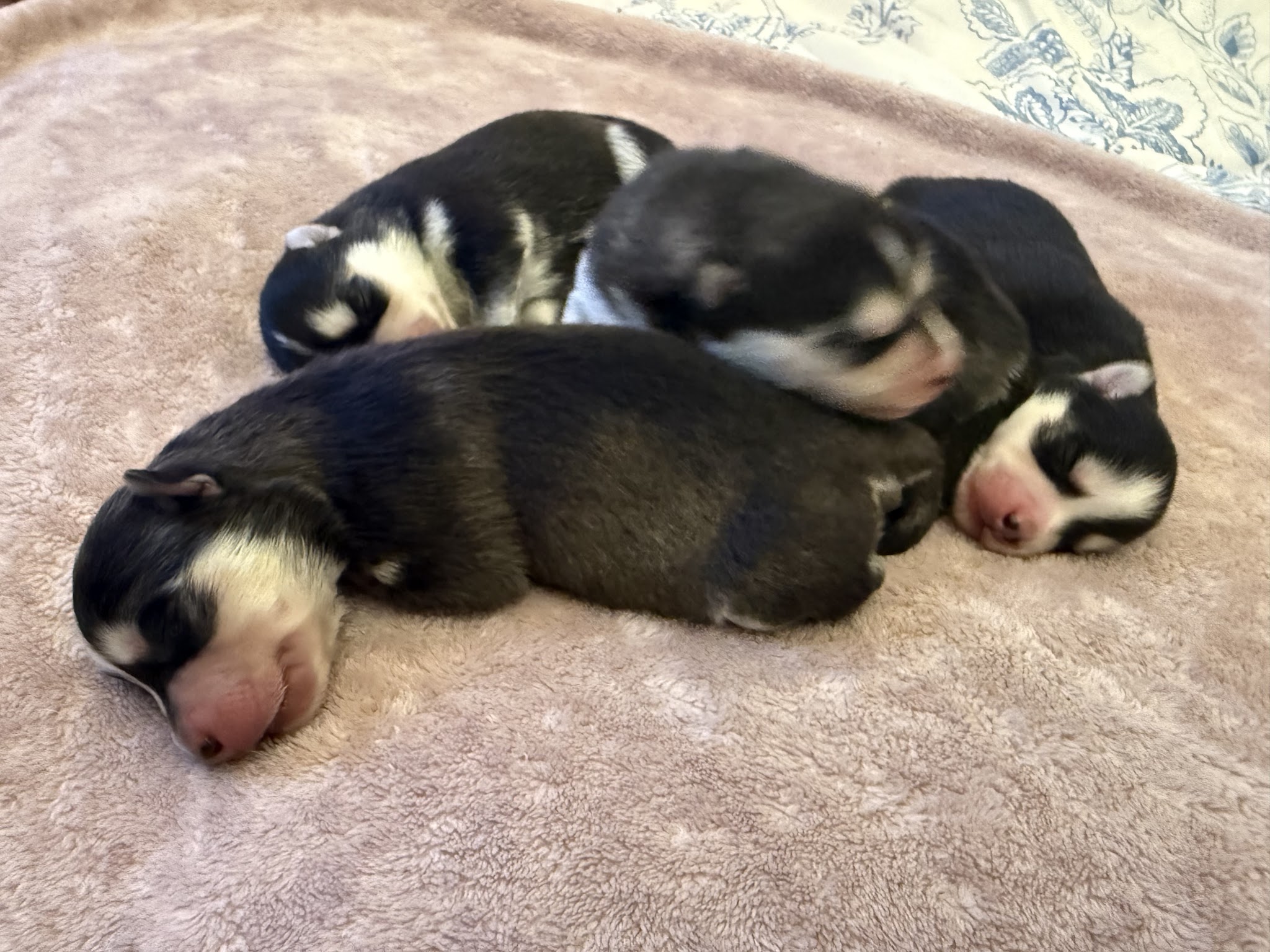 Élevage familial Pet’chou Breizh / pomsky — photo