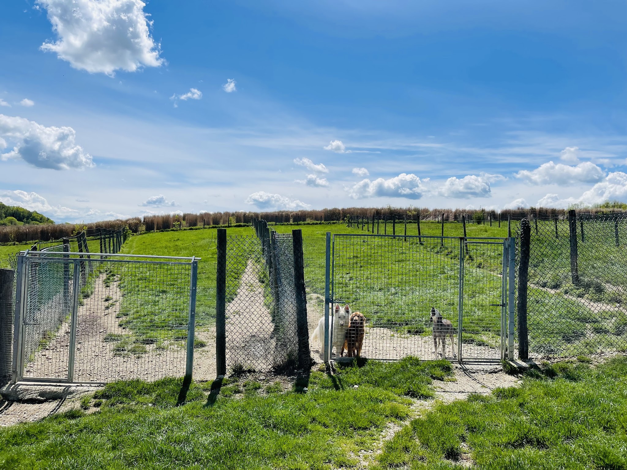 Les Collines verdoyantes — photo