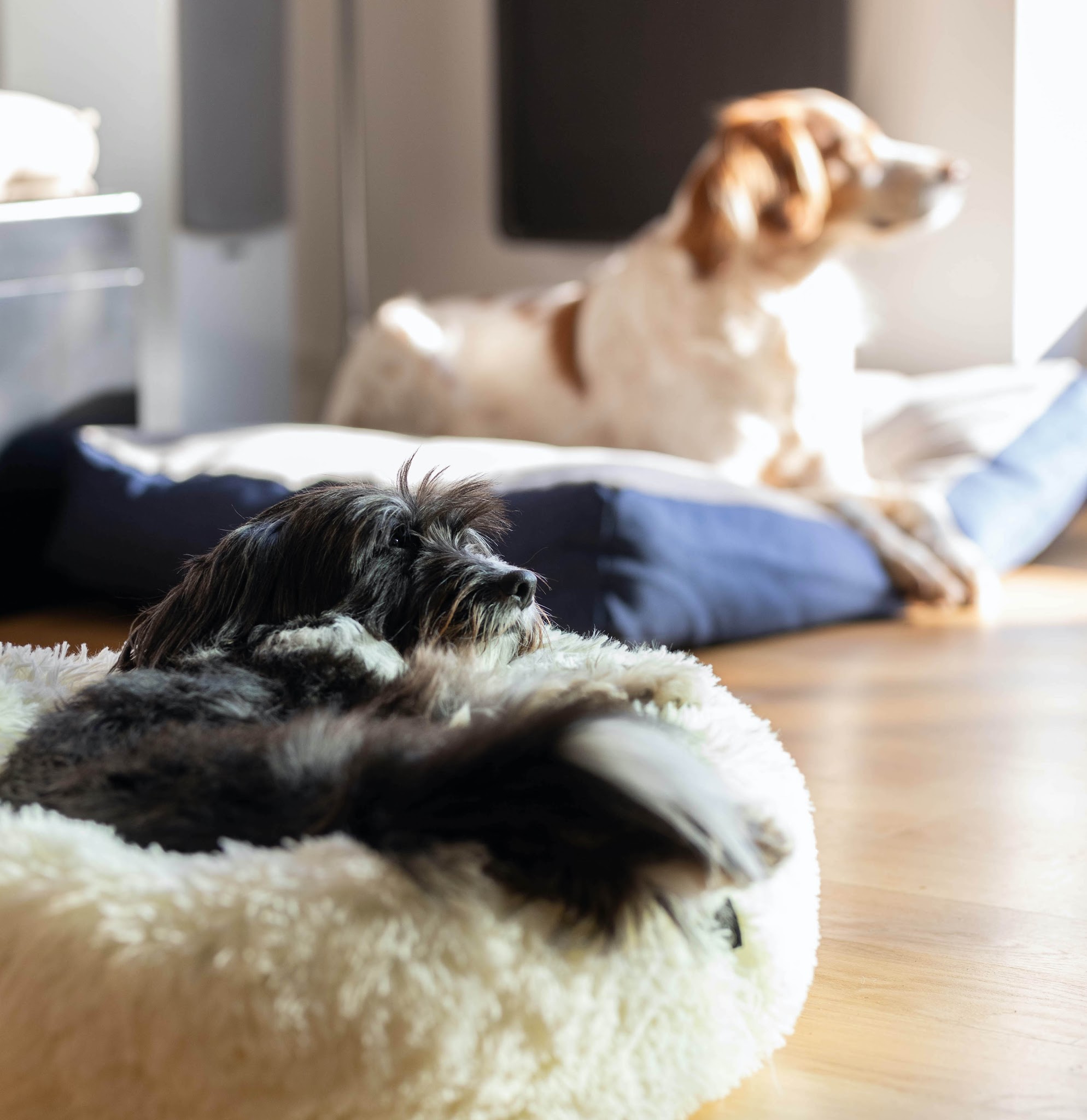 Place aux Chiens - Comportementaliste canin & Pension familiale — photo