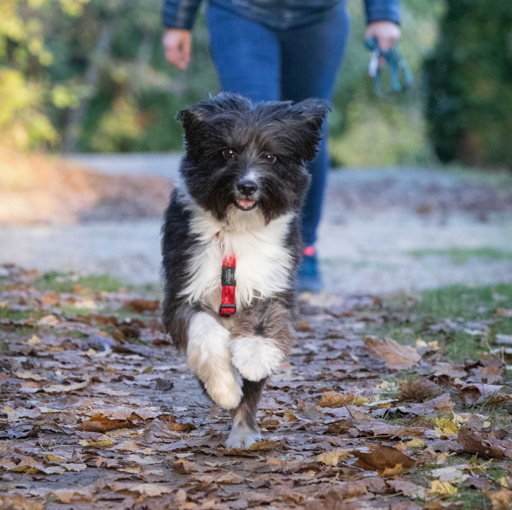Place aux Chiens - Comportementaliste canin & Pension familiale — photo