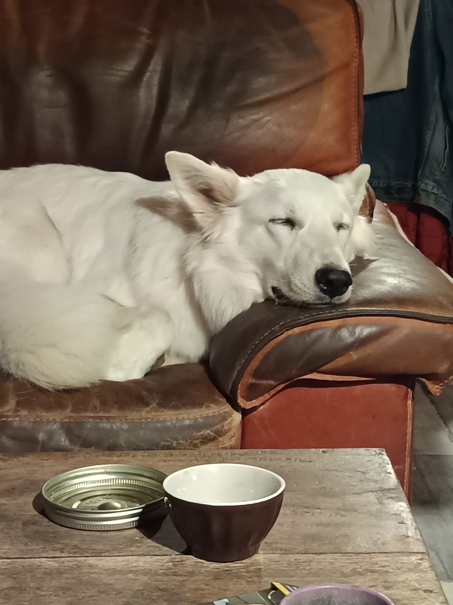Pension canine — photo