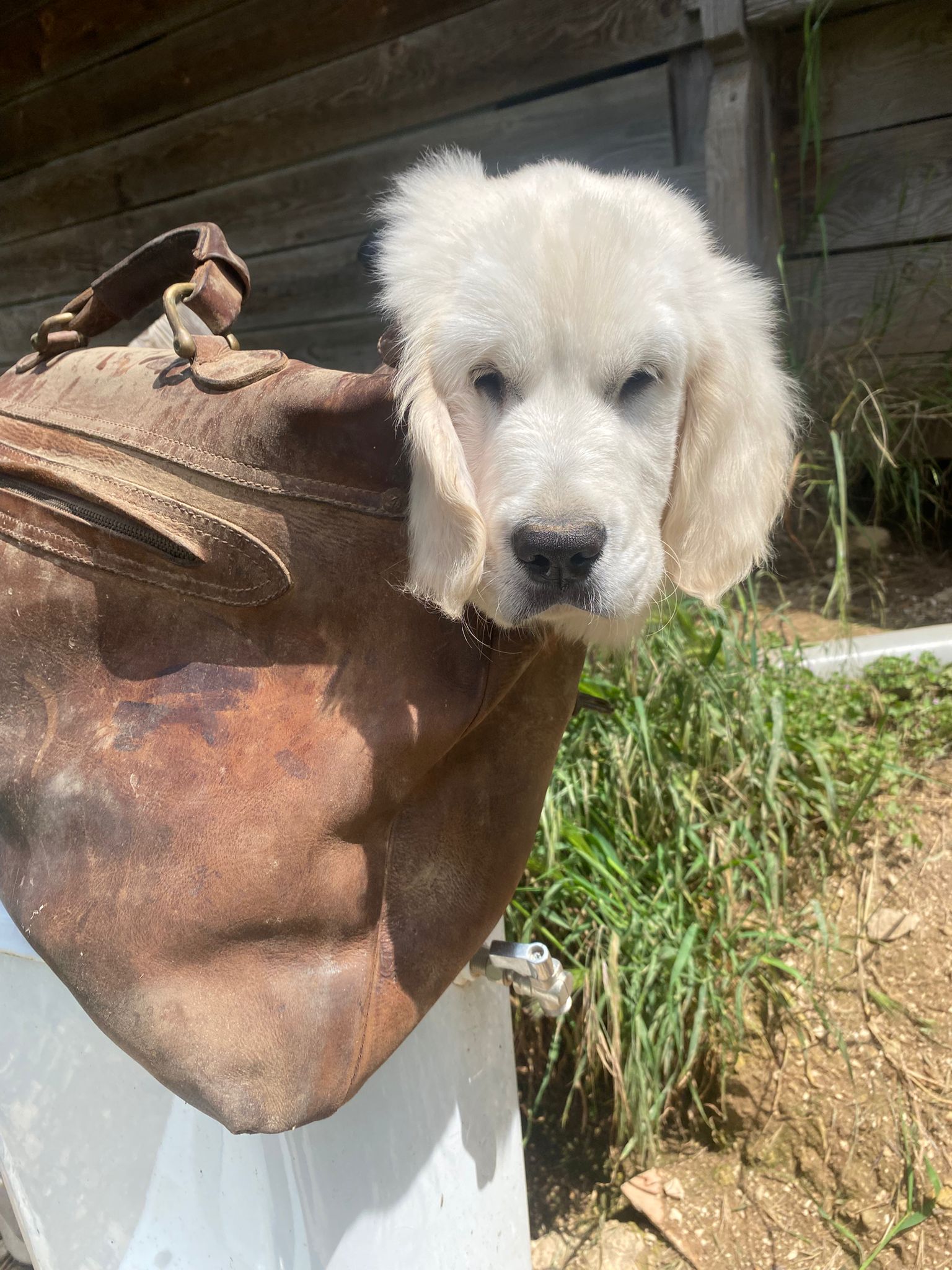 Pension canine — photo