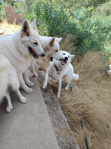 Pension canine