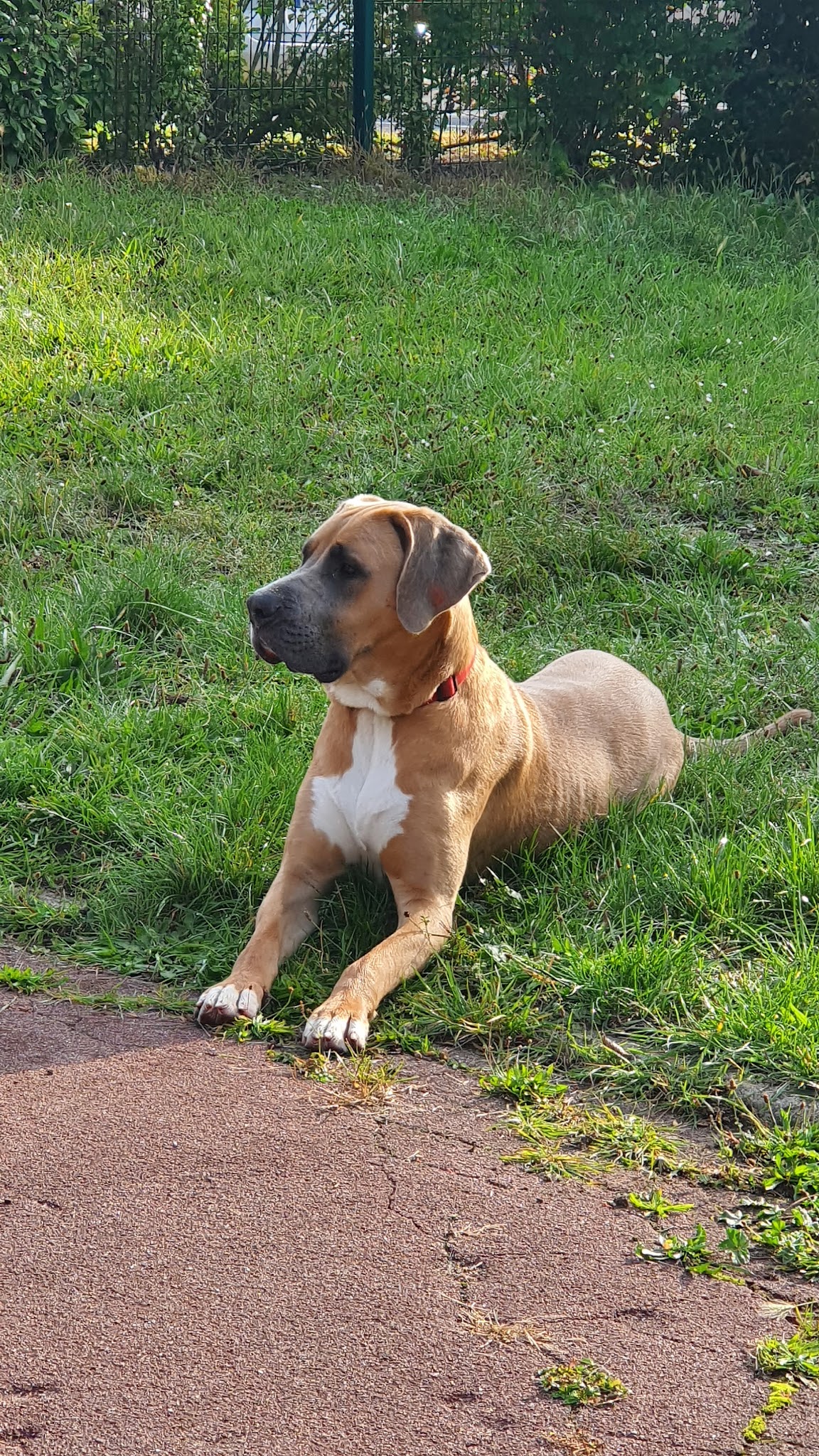 CHEF DE MEUTE EDUCATEUR CANIN COMPORTEMENTALISTE — photo
