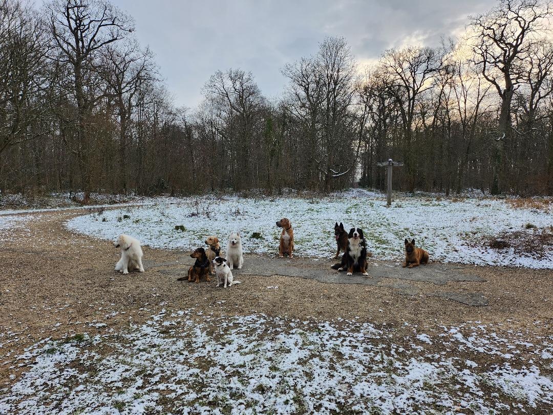 CHEF DE MEUTE EDUCATEUR CANIN COMPORTEMENTALISTE — photo
