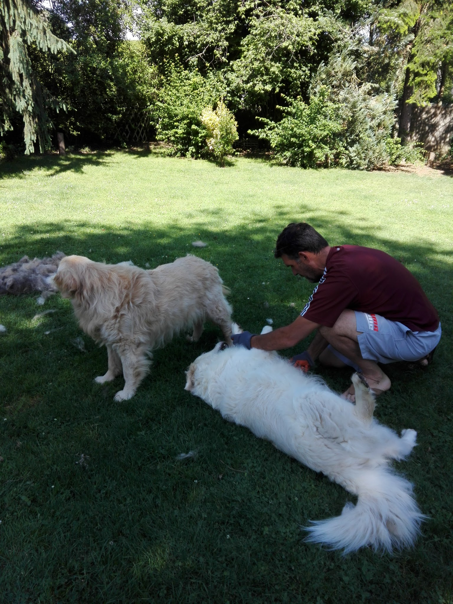 Animo'Services-Taxi et Pet-sitting