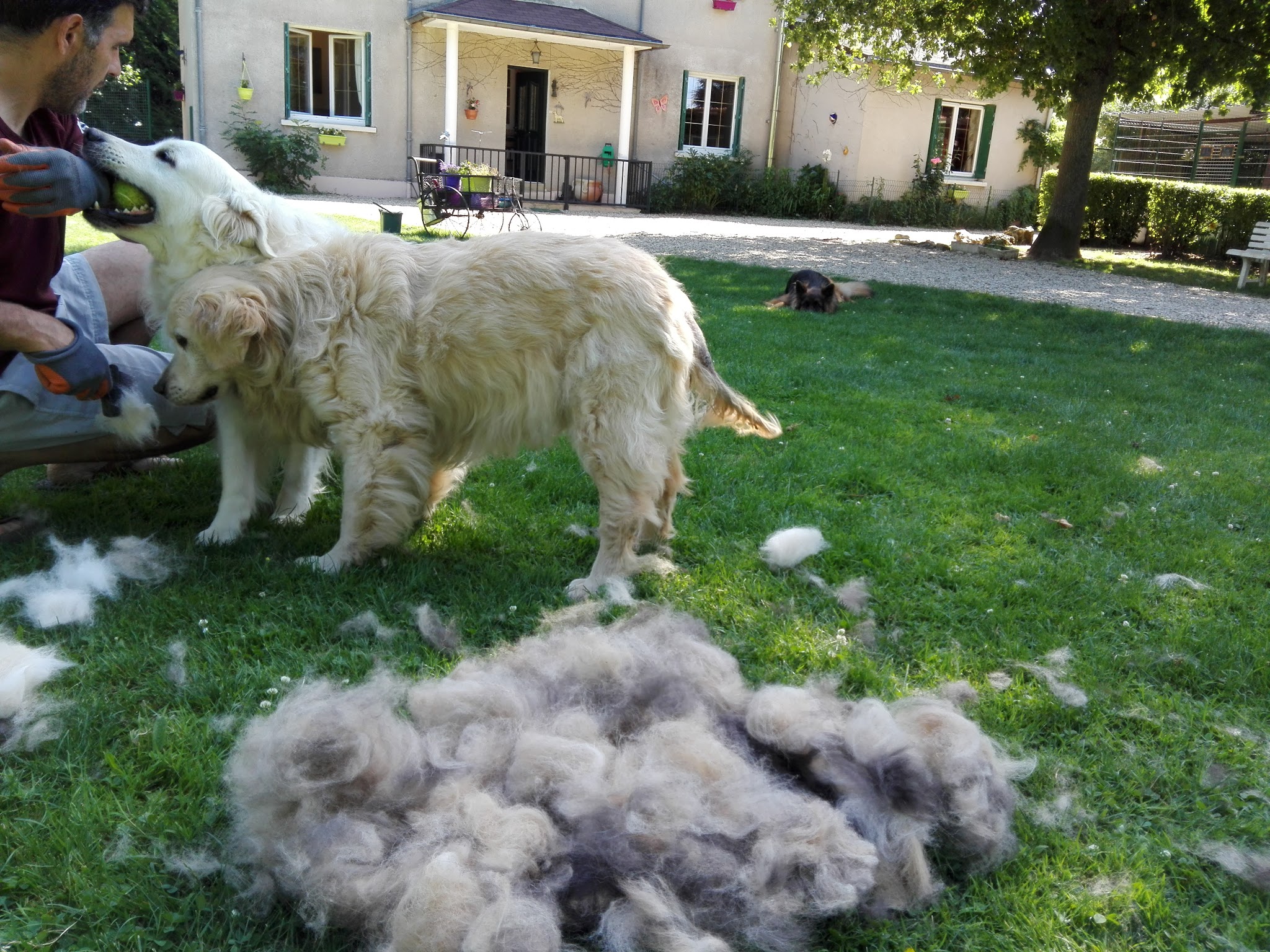 Animo'Services-Taxi et Pet-sitting — photo