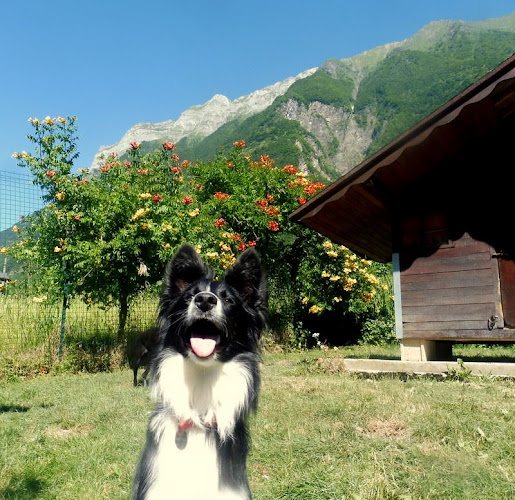 Au Paradis Des Chiens Et Chats