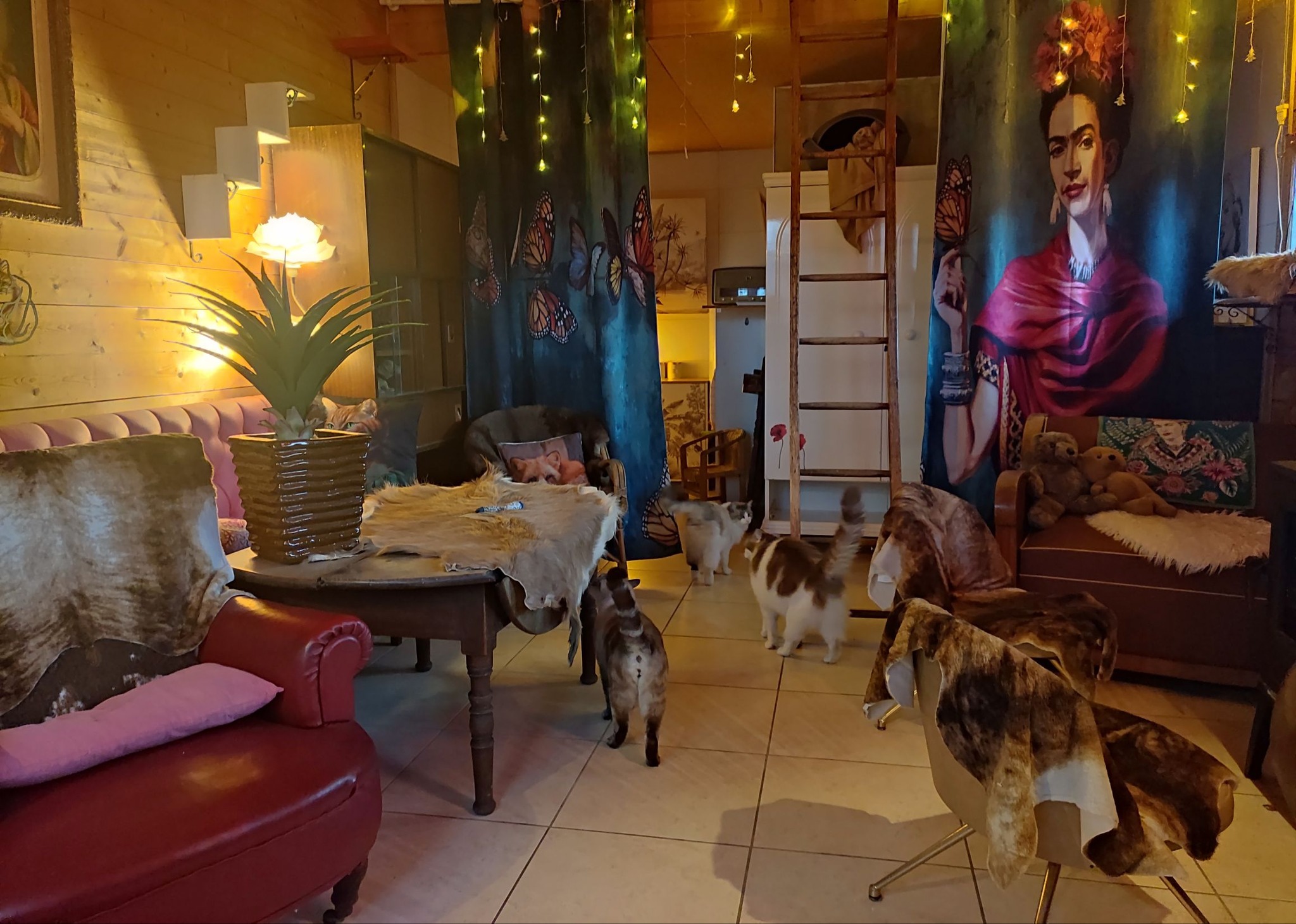 Au Paradis Des Chiens Et Chats — photo