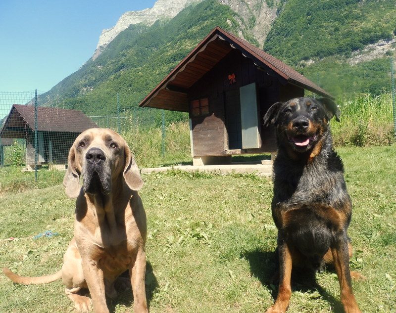 Au Paradis Des Chiens Et Chats — photo